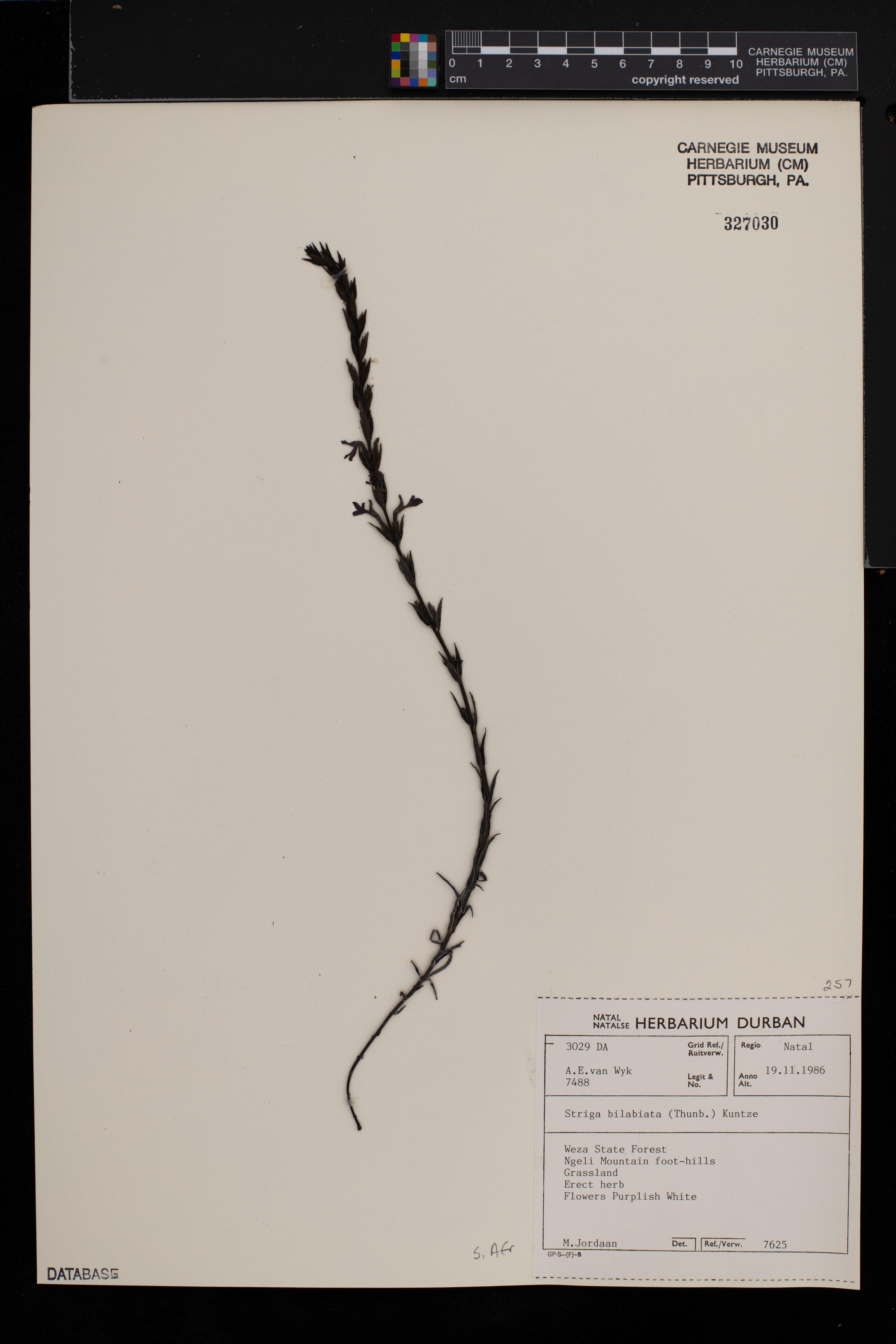 Striga bilabiata image