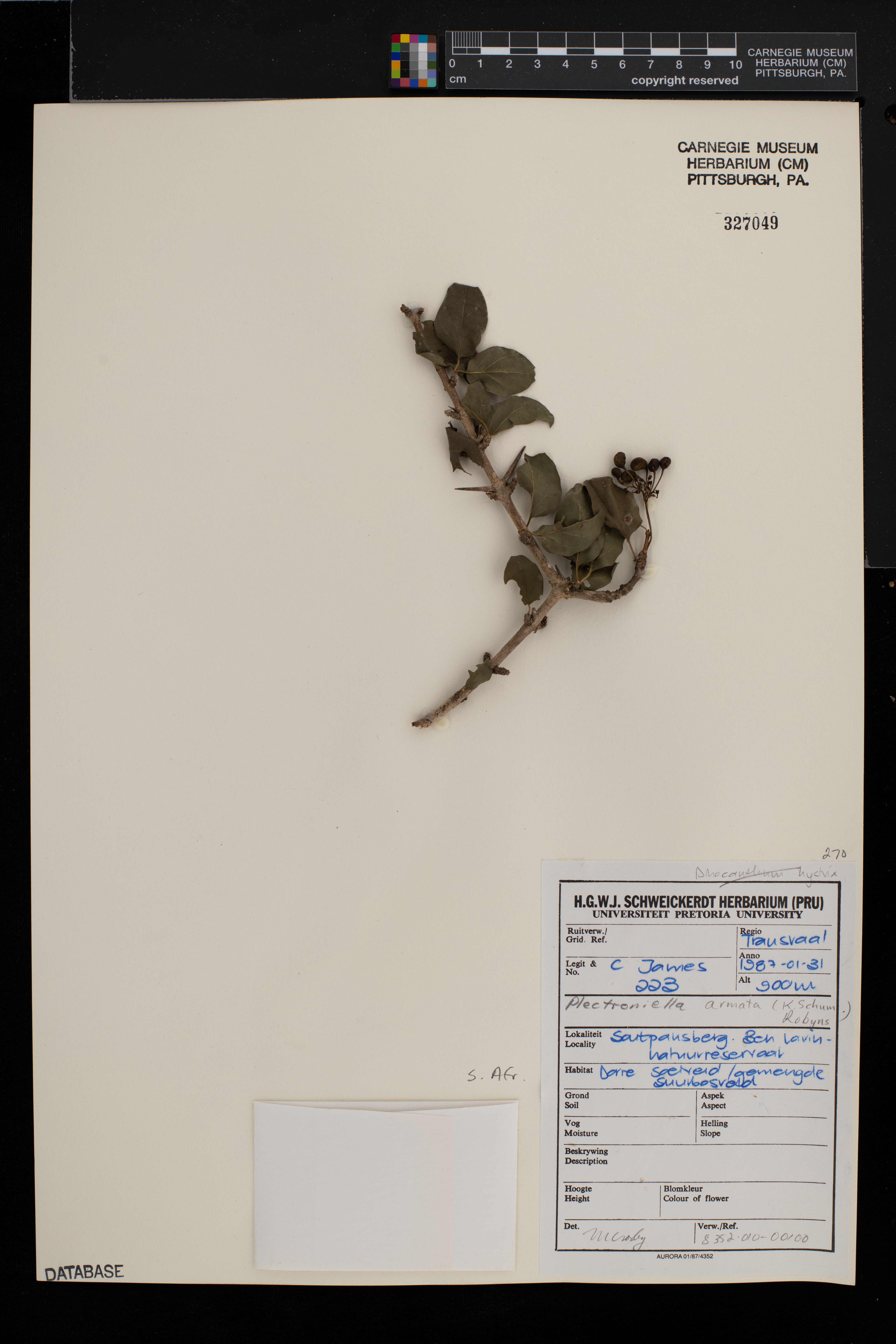 Plectroniella image