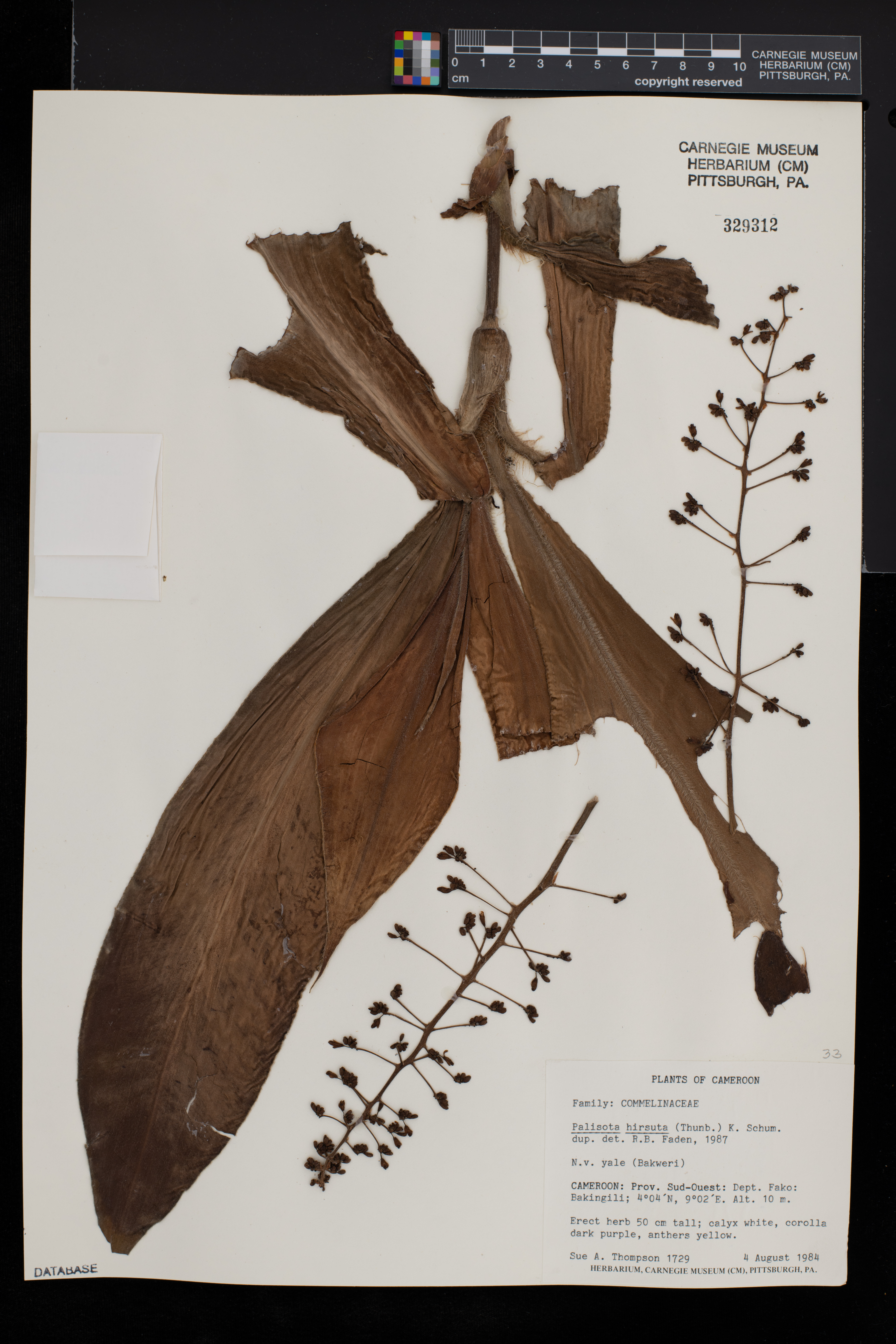 Palisota hirsuta image
