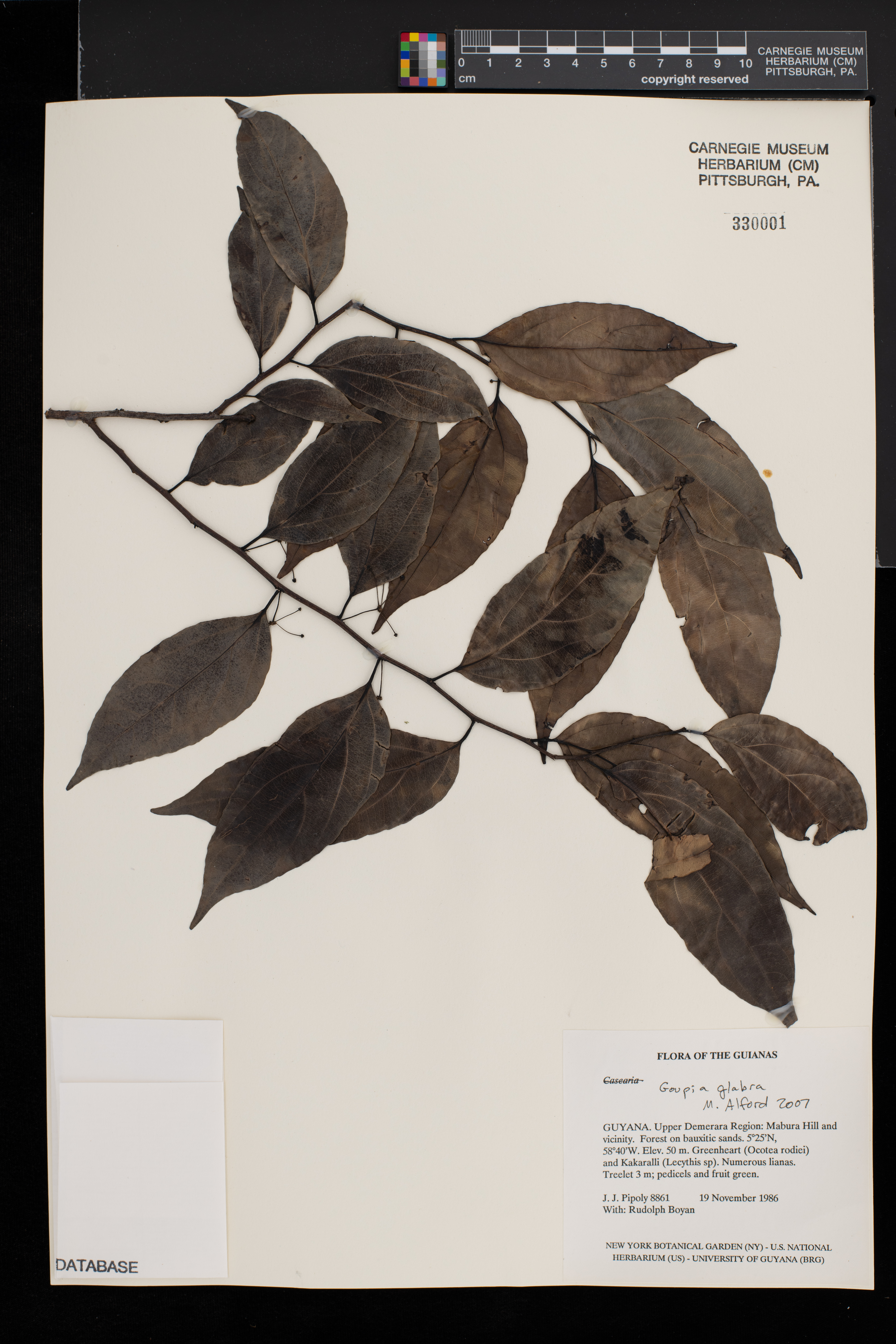 Goupia glabra image