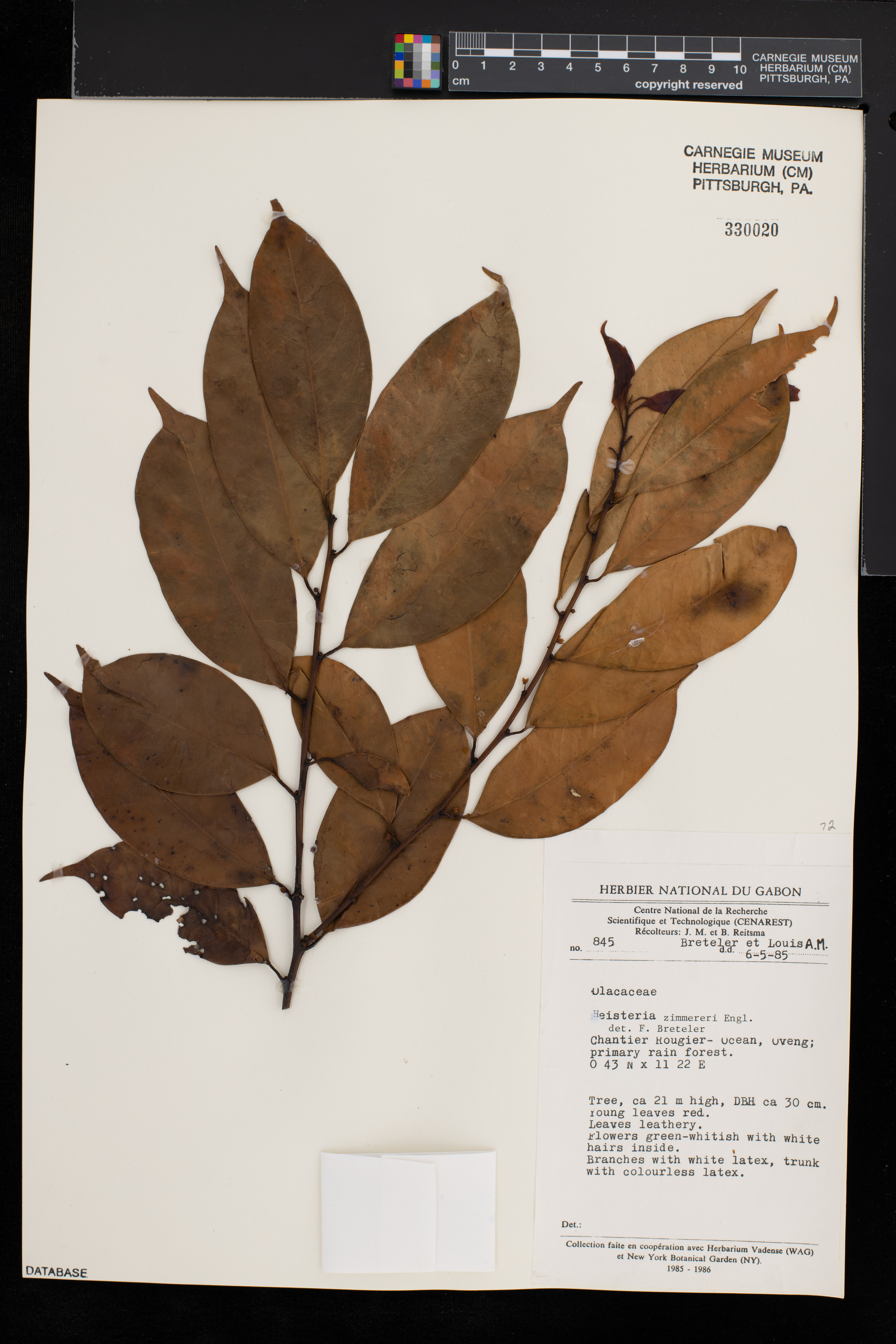 Heisteria parvifolia image
