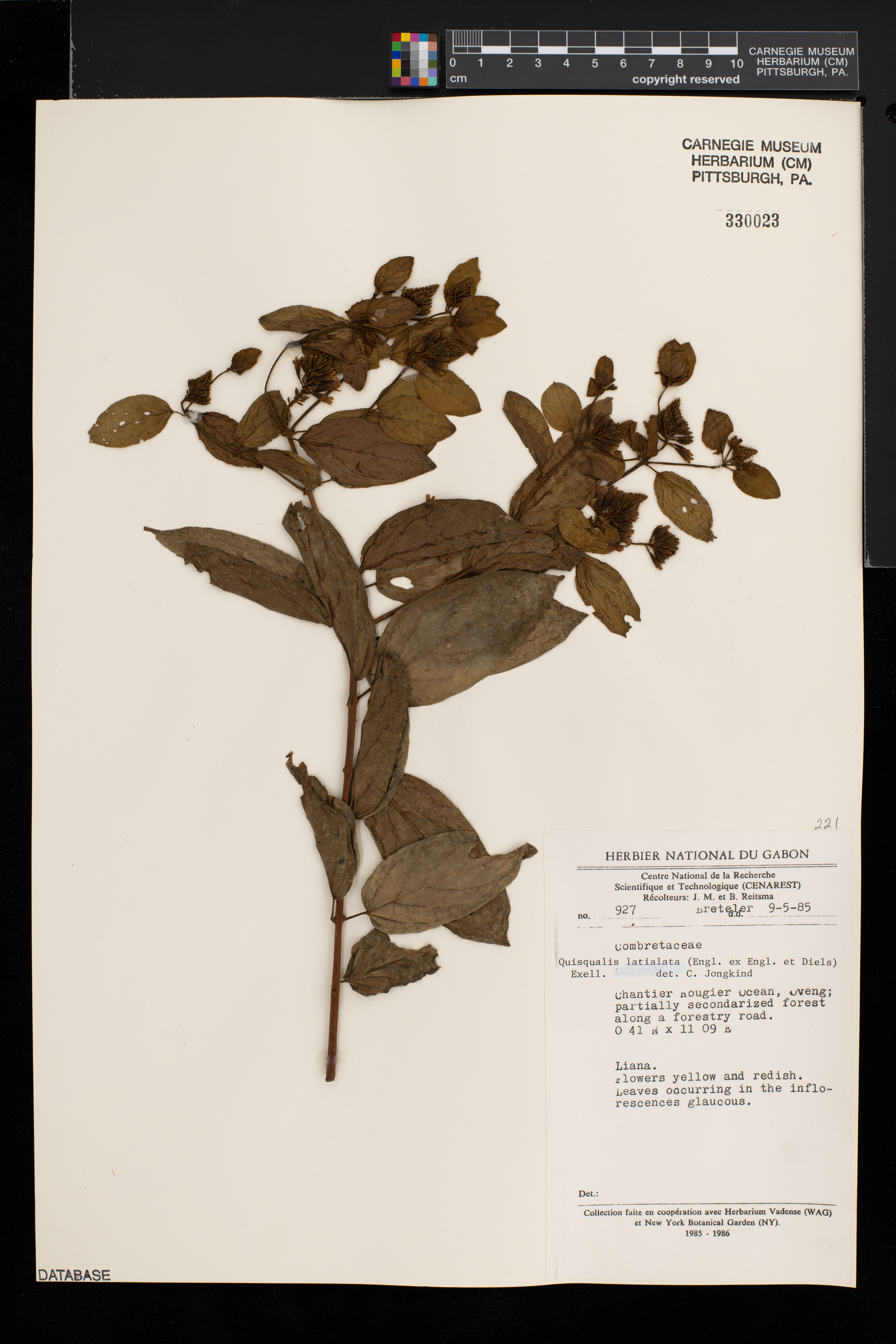 Combretum latialatum image