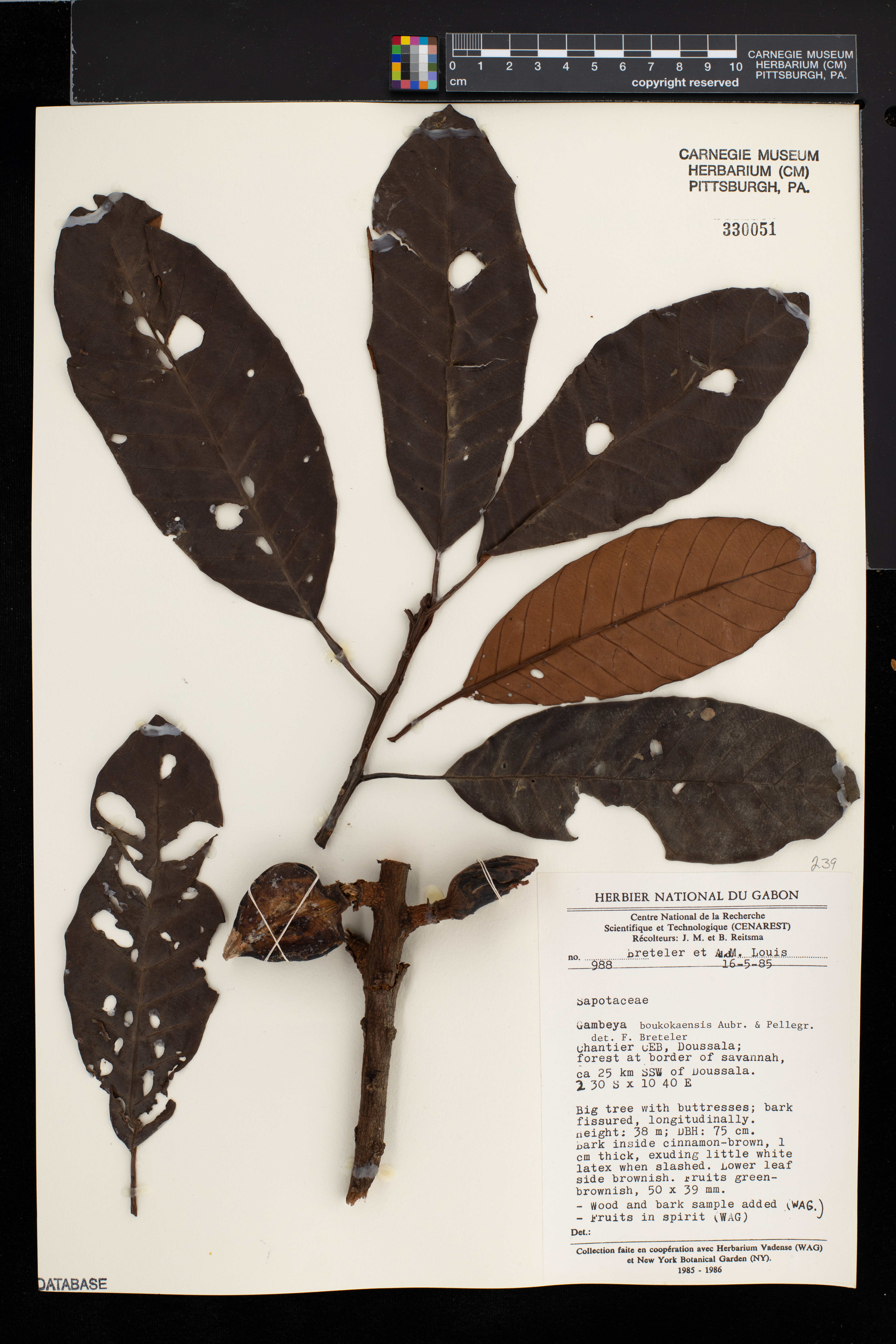 Chrysophyllum boukokoense image