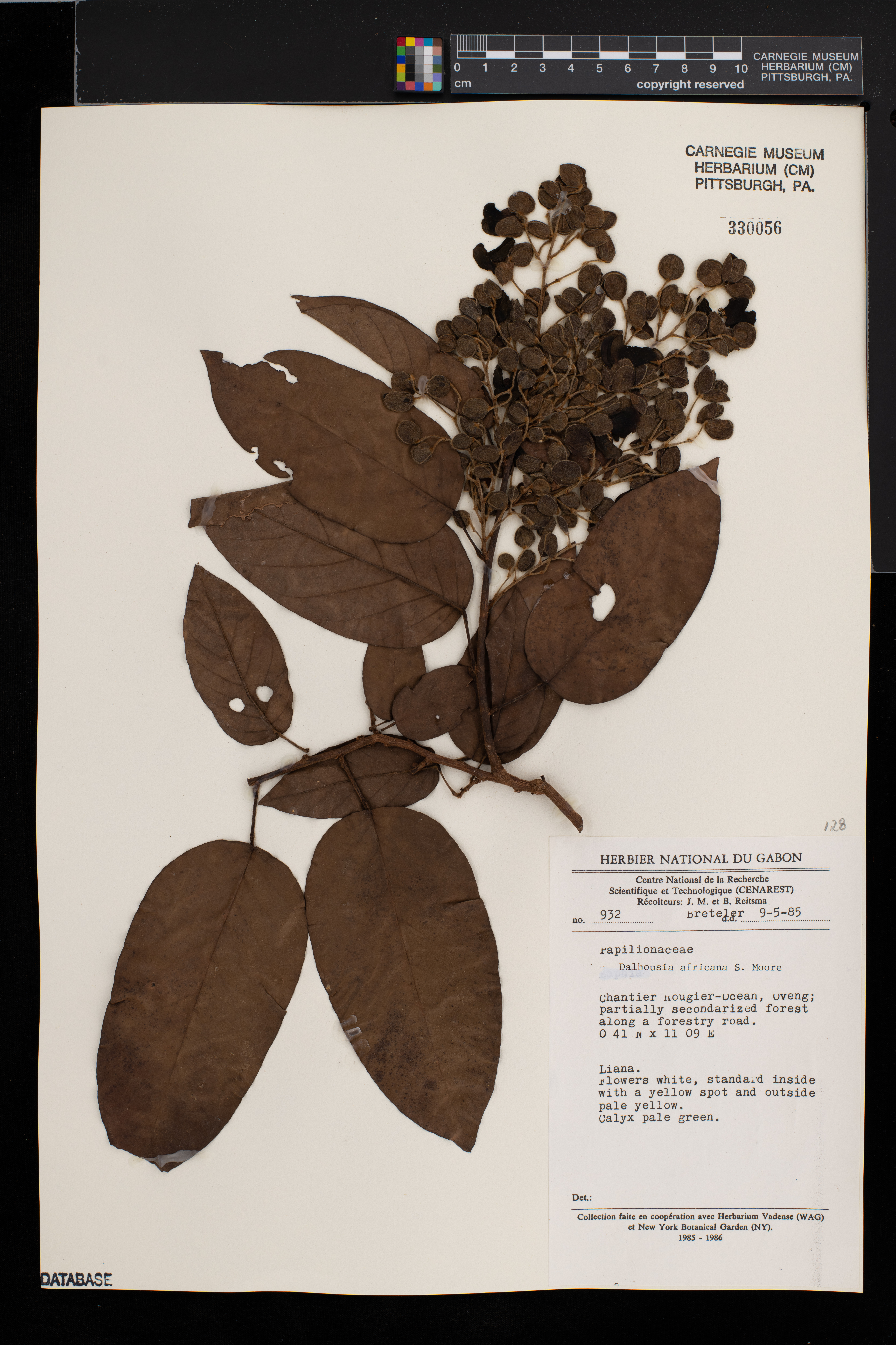 Dalhousiea image