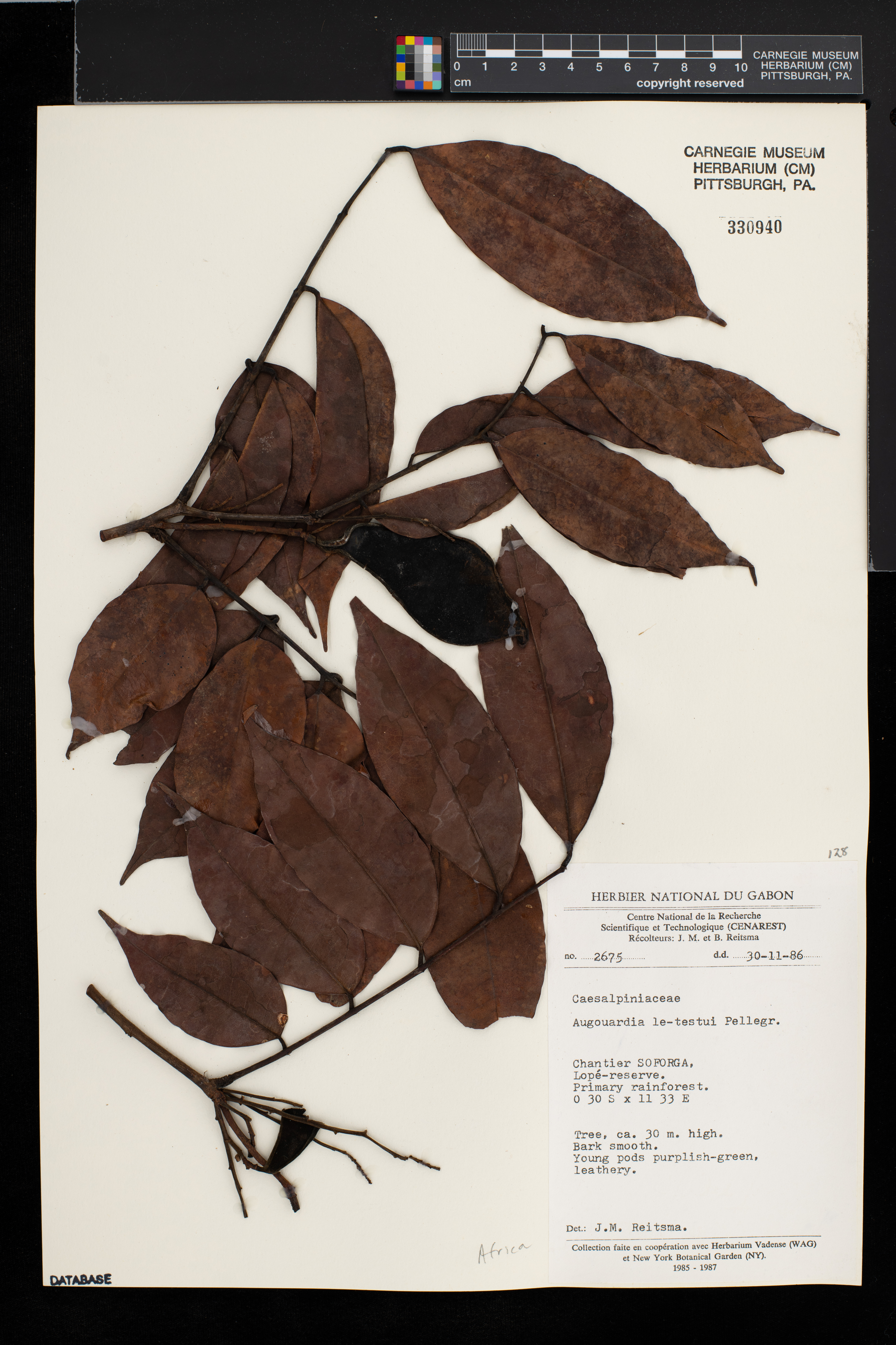 Augouardia letestui image