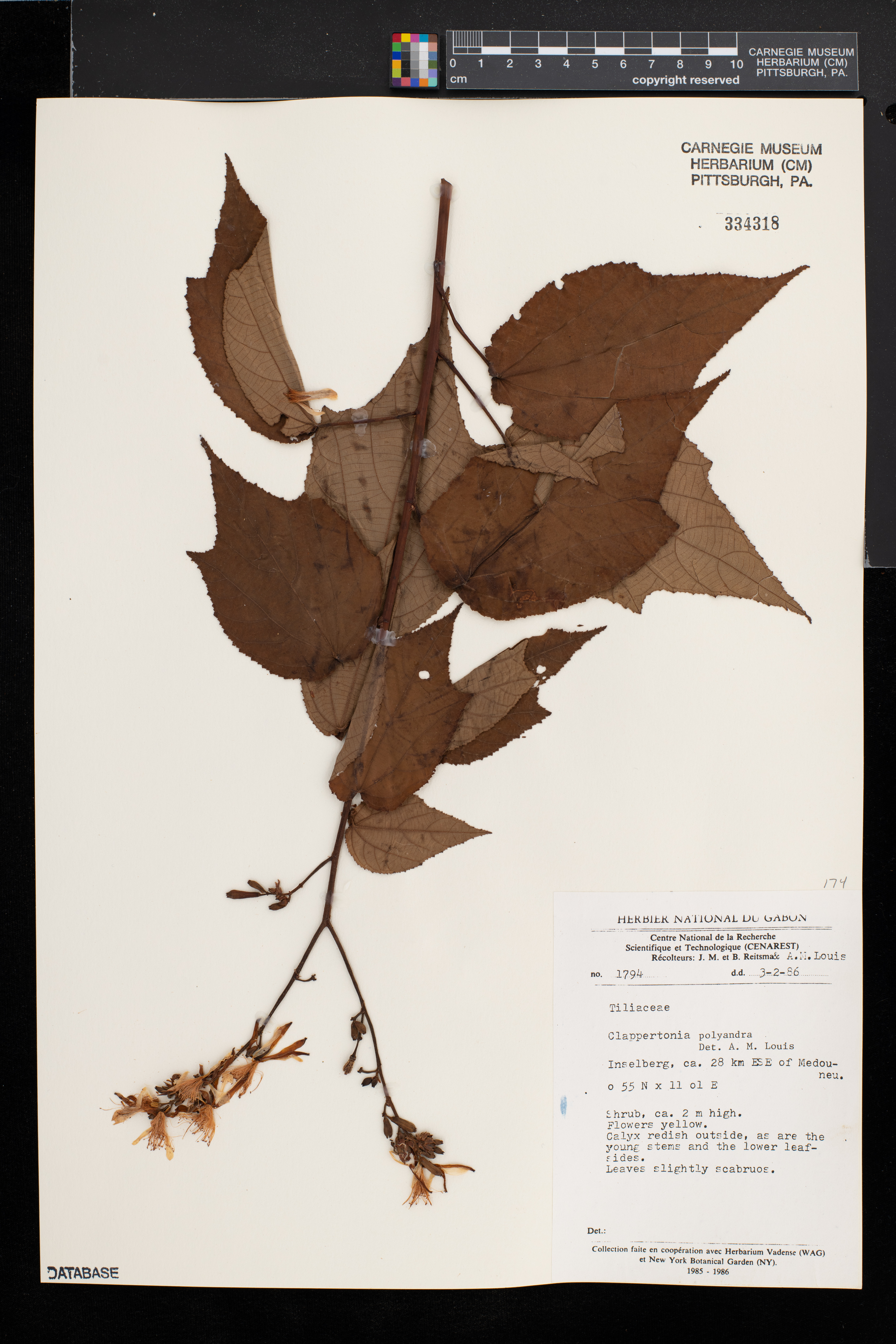 Clappertonia polyandra image