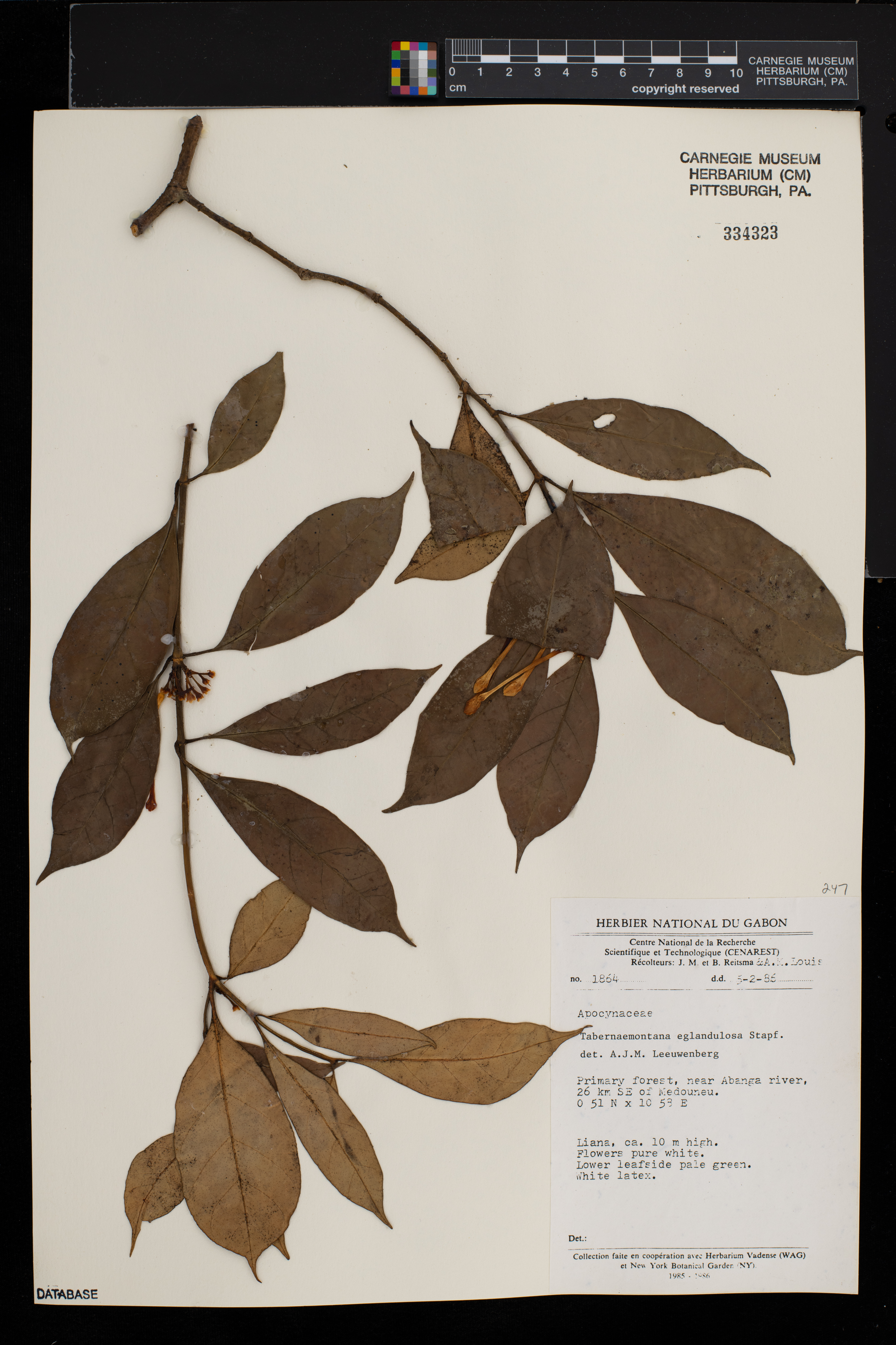 Tabernaemontana eglandulosa image