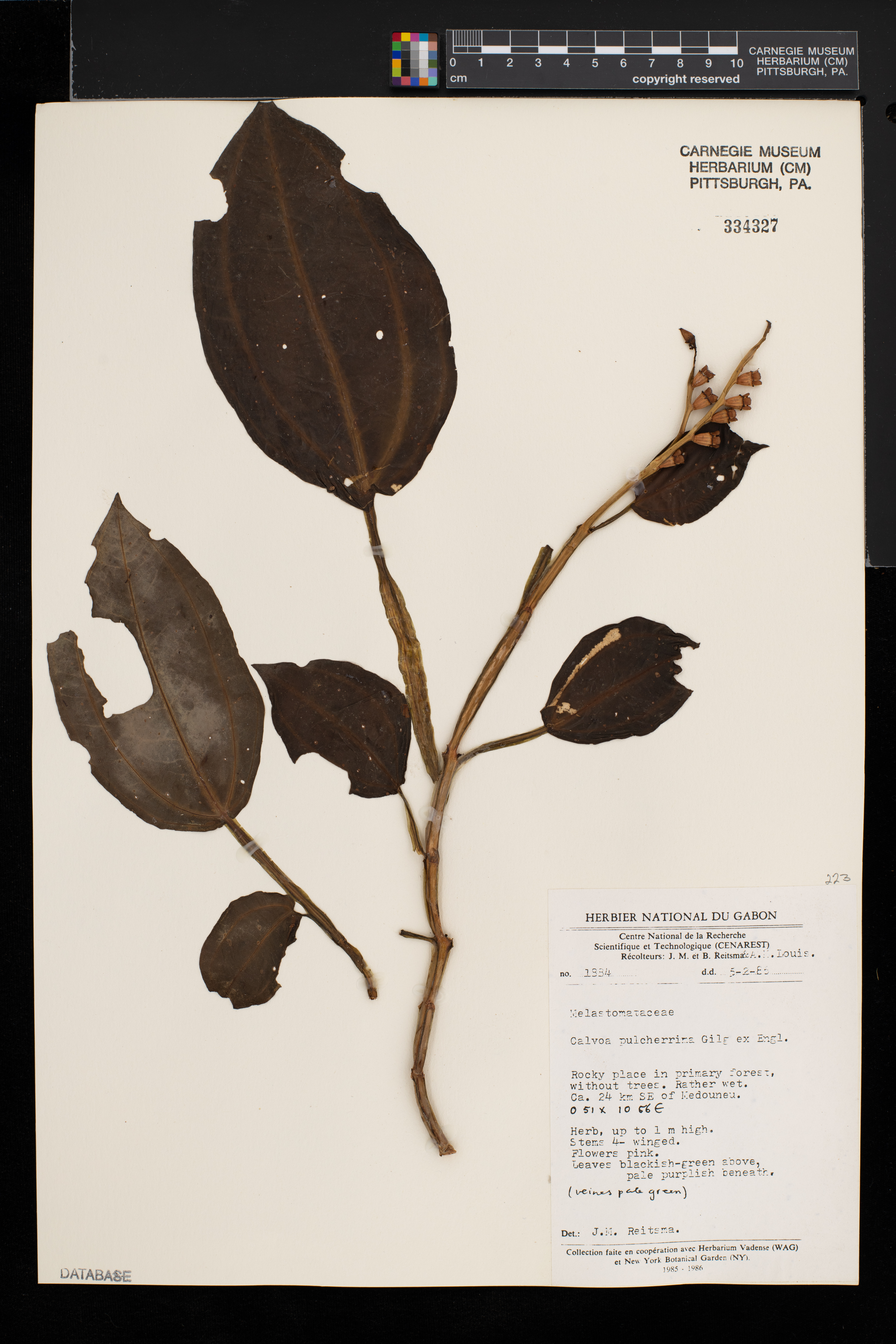 Calvoa pulcherrima image
