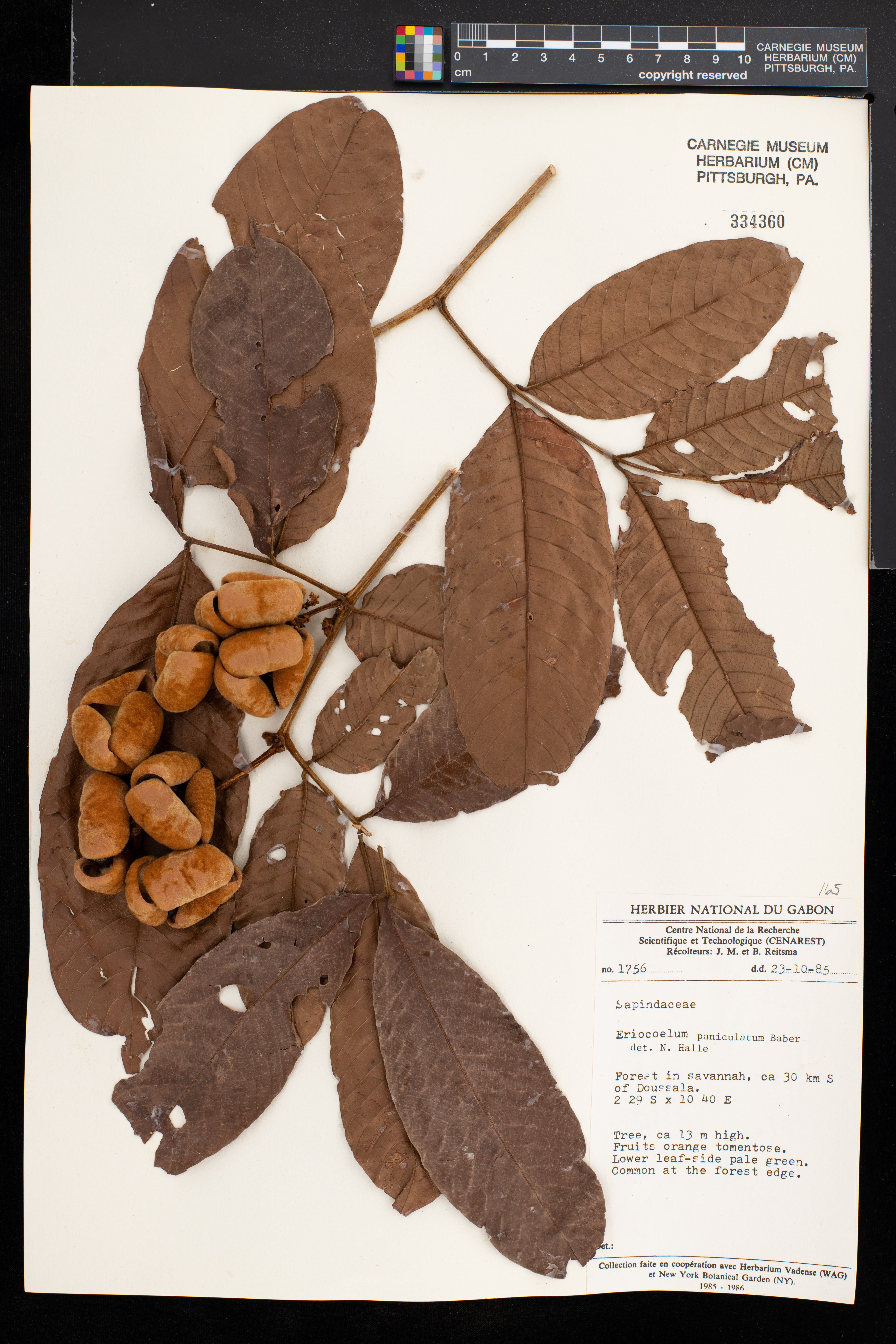 Eriocoelum paniculatum image