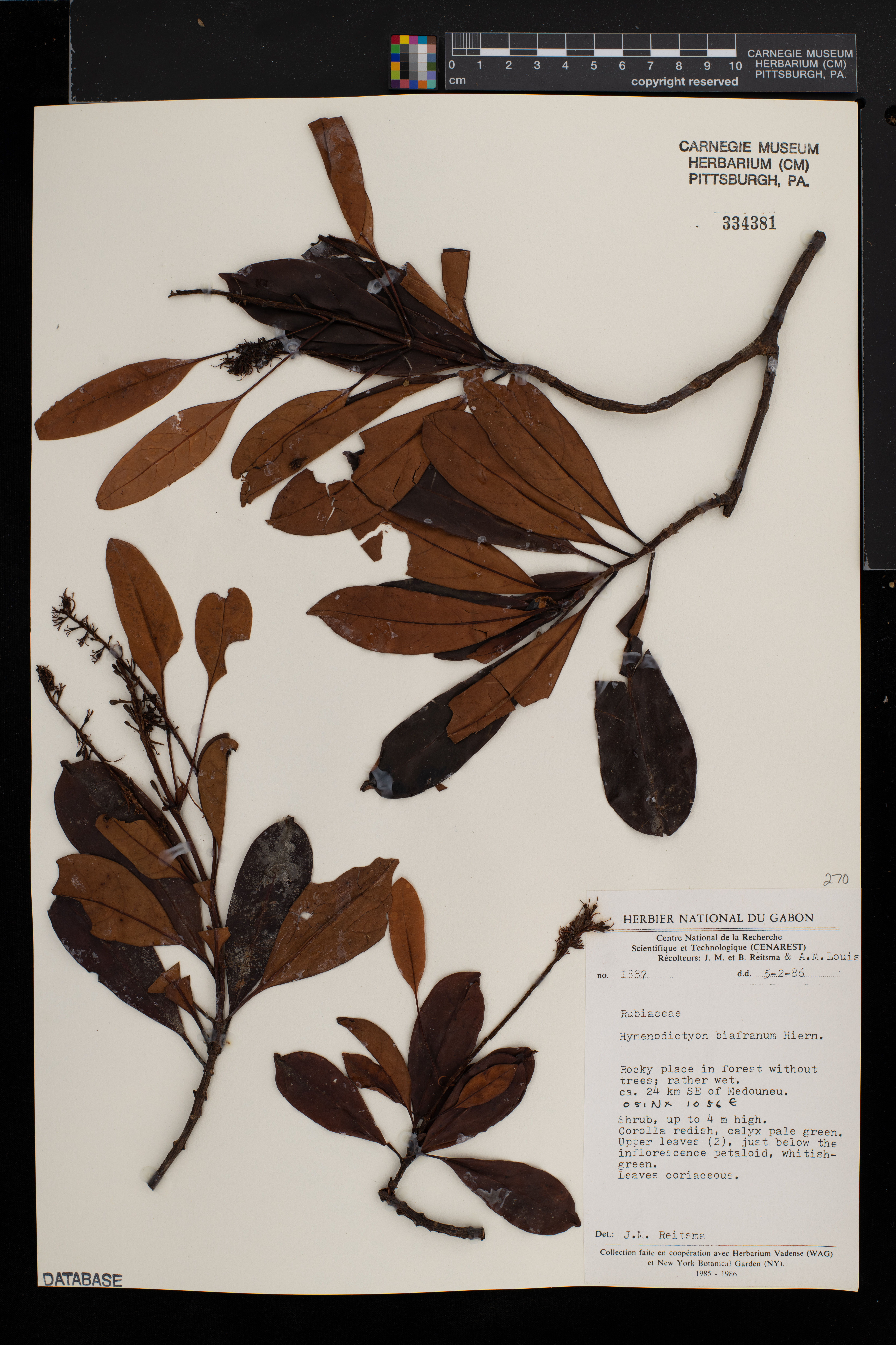 Hymenodictyon biafranum image