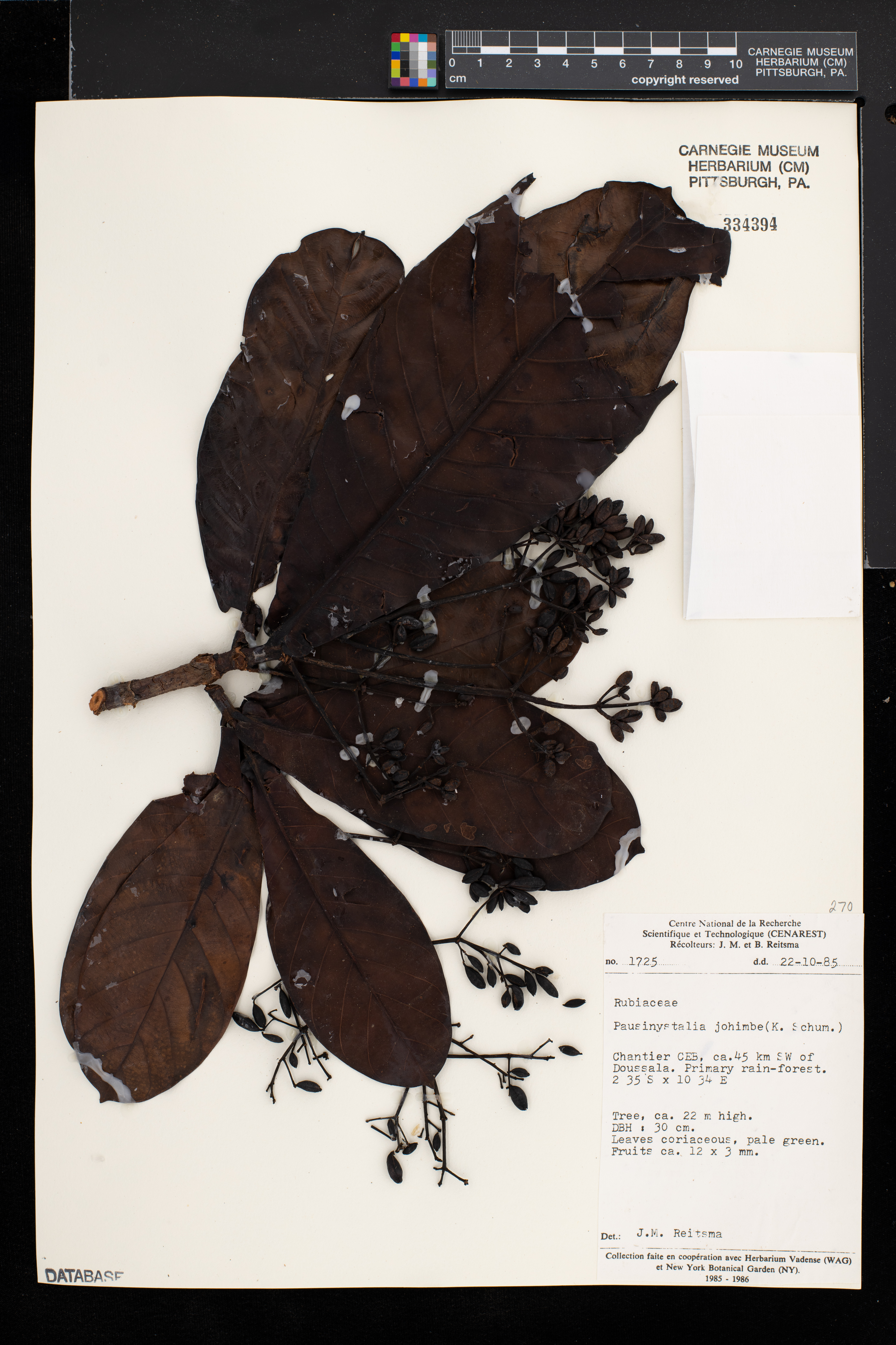 Corynanthe johimbe image