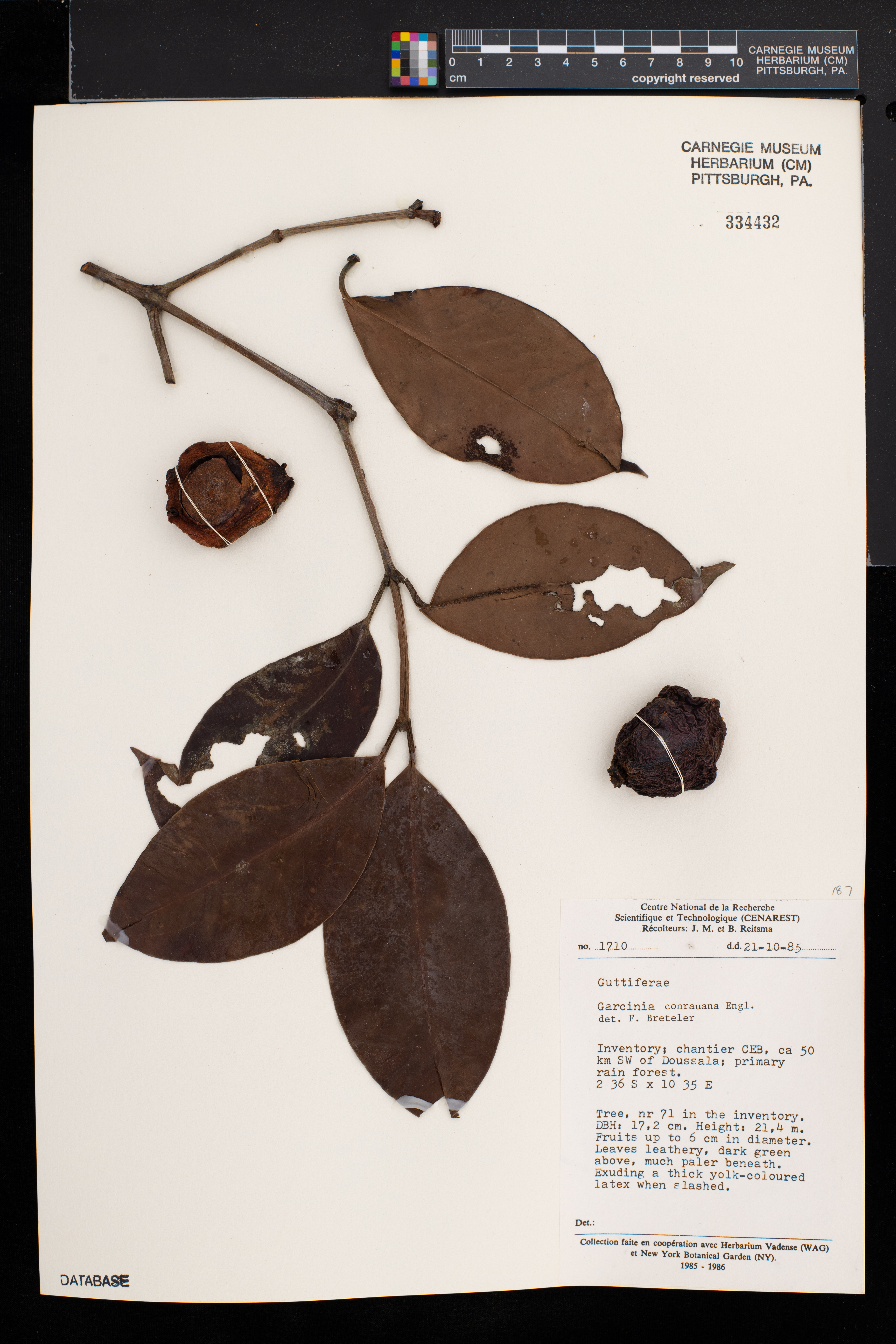 Garcinia conrauana image