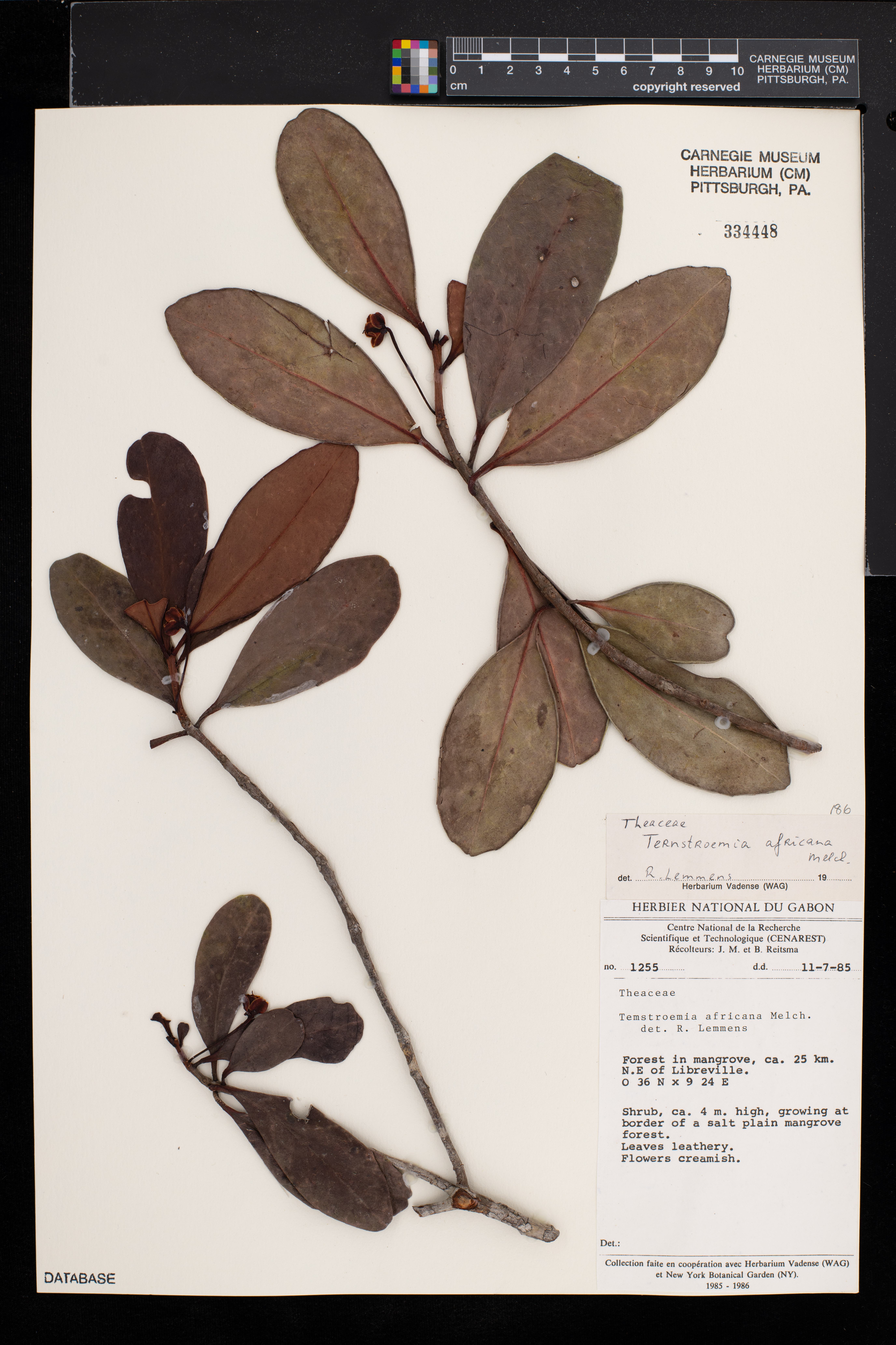 Ternstroemia africana image