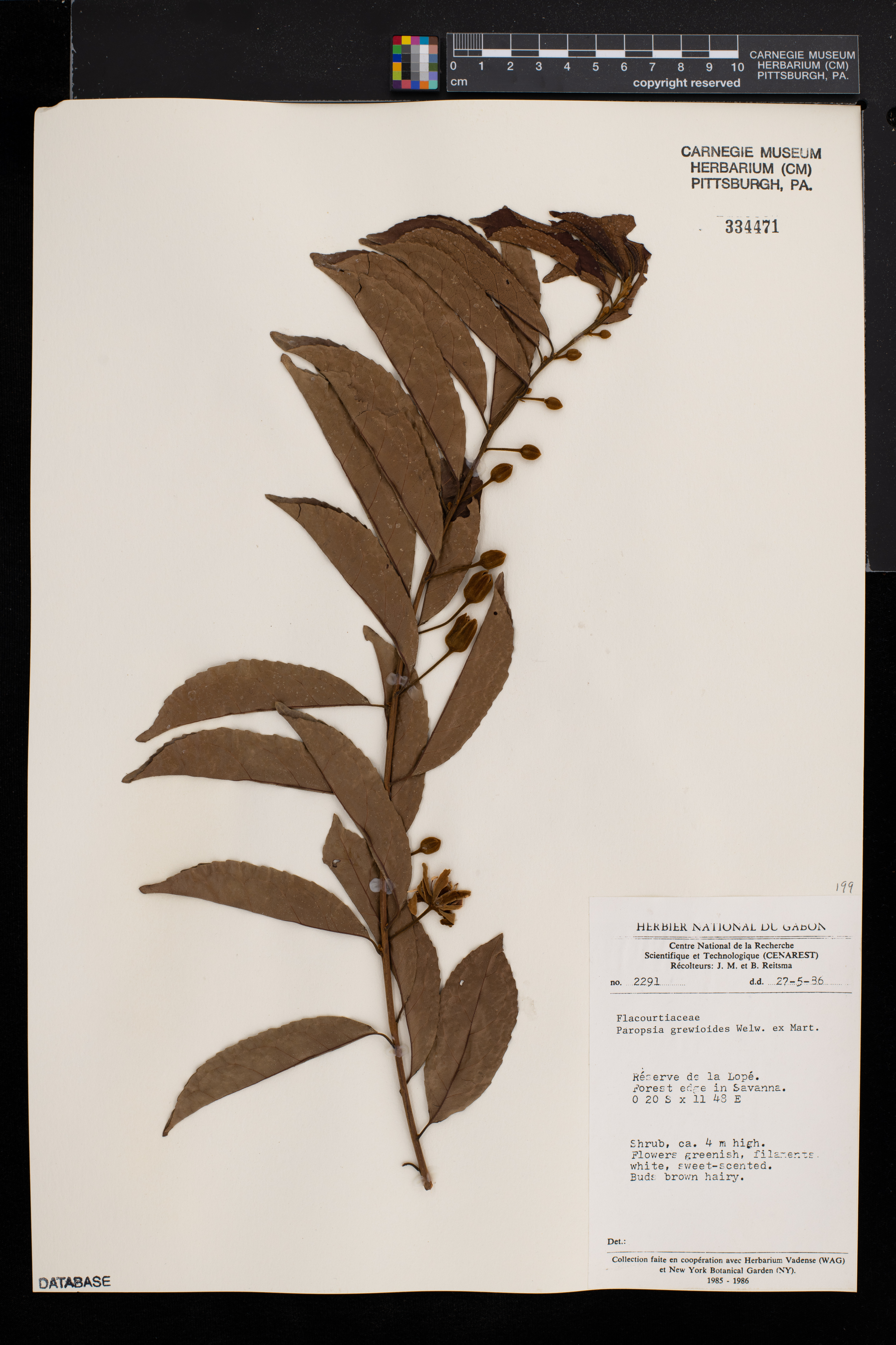 Paropsia grewioides image