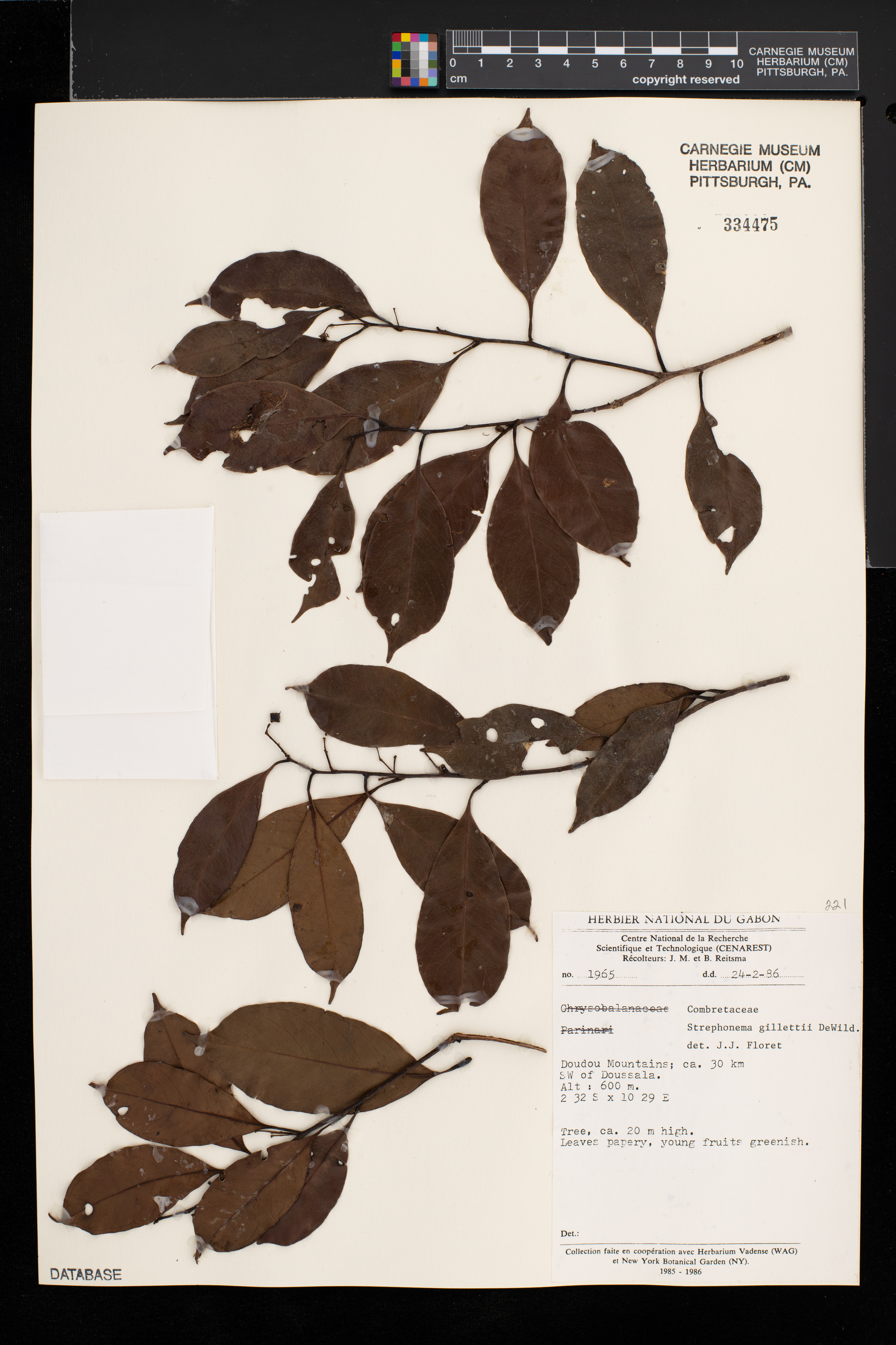 Strephonema sericeum image
