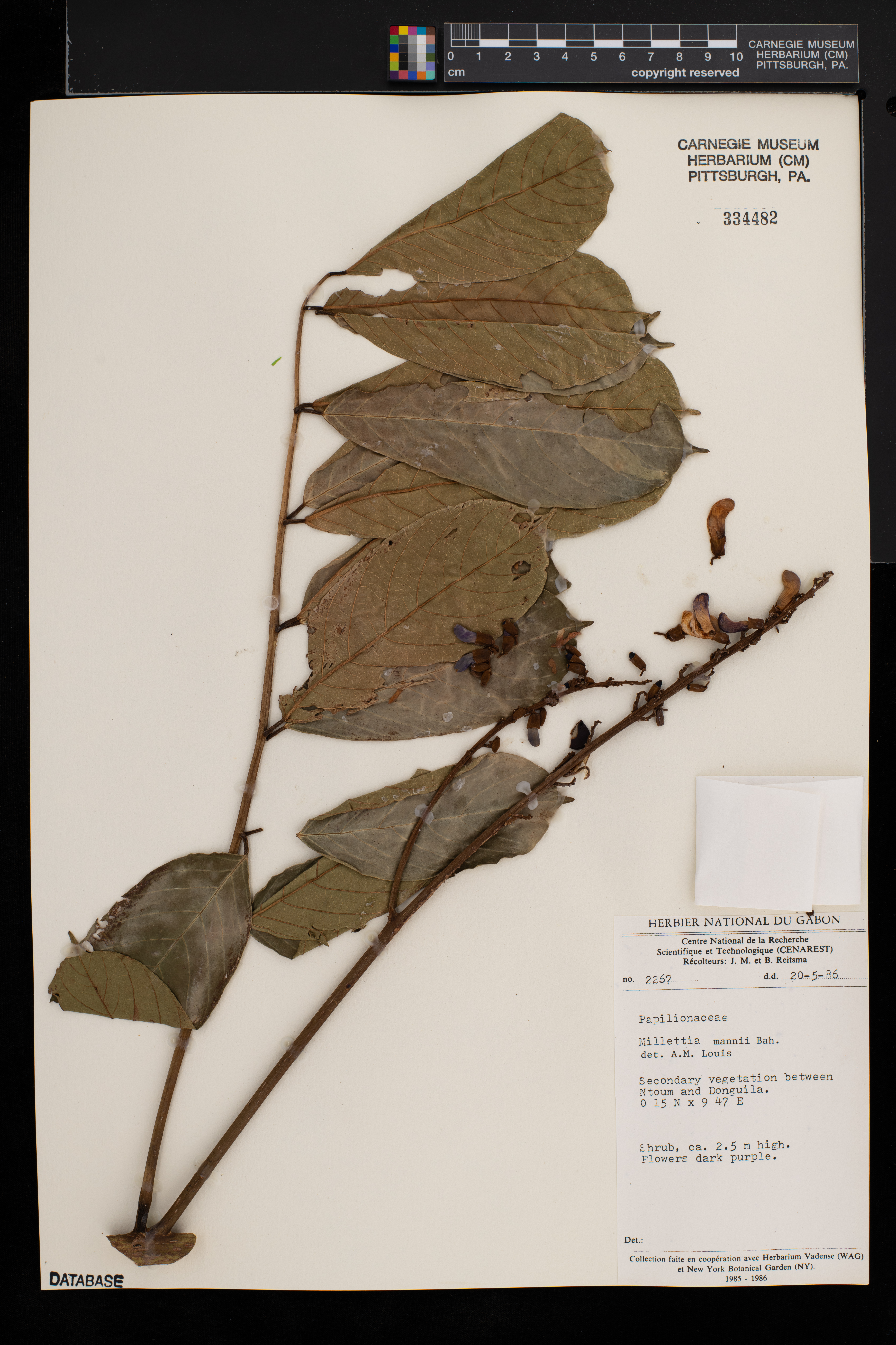 Millettia mannii image