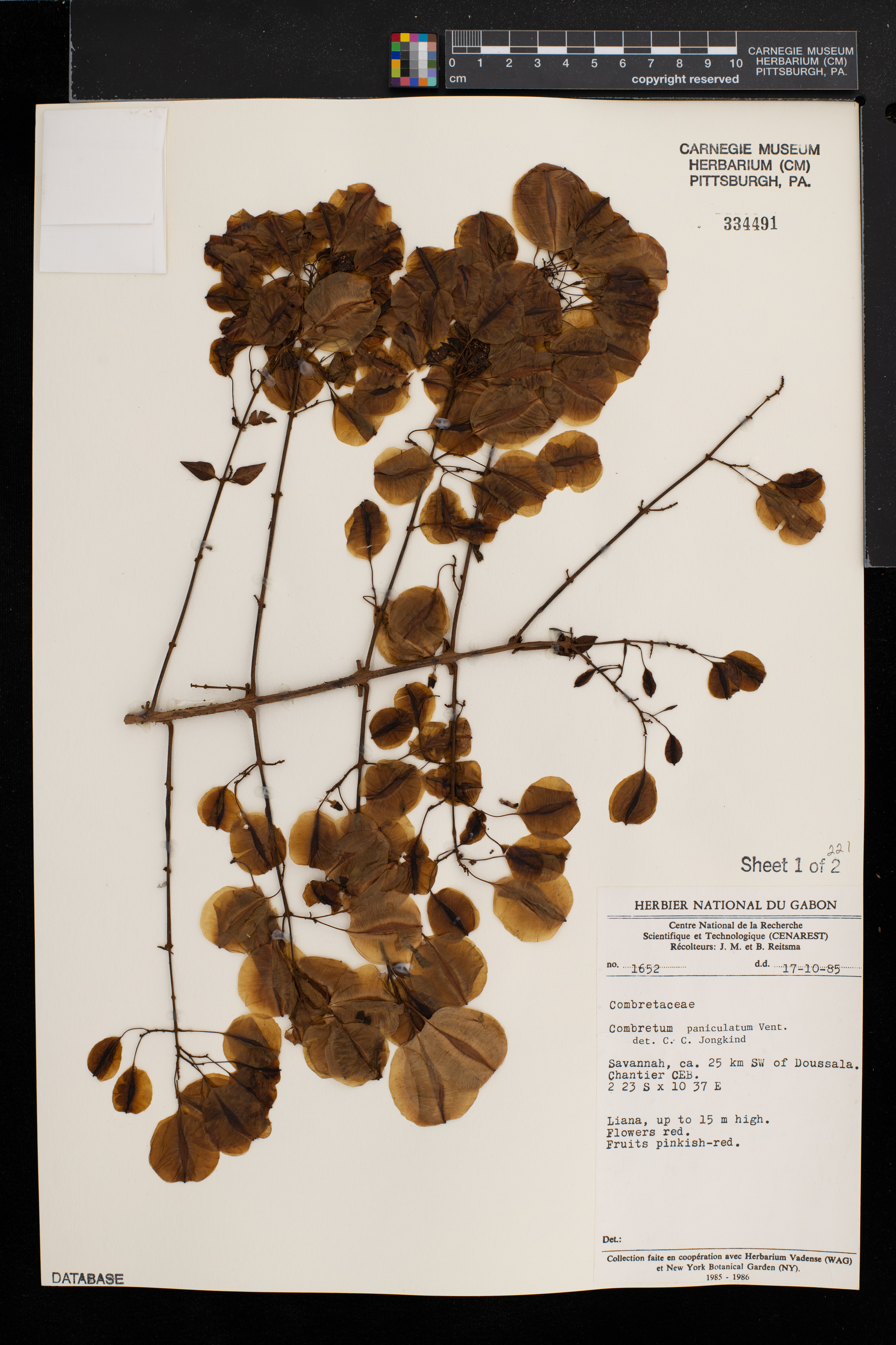 Combretum paniculatum image