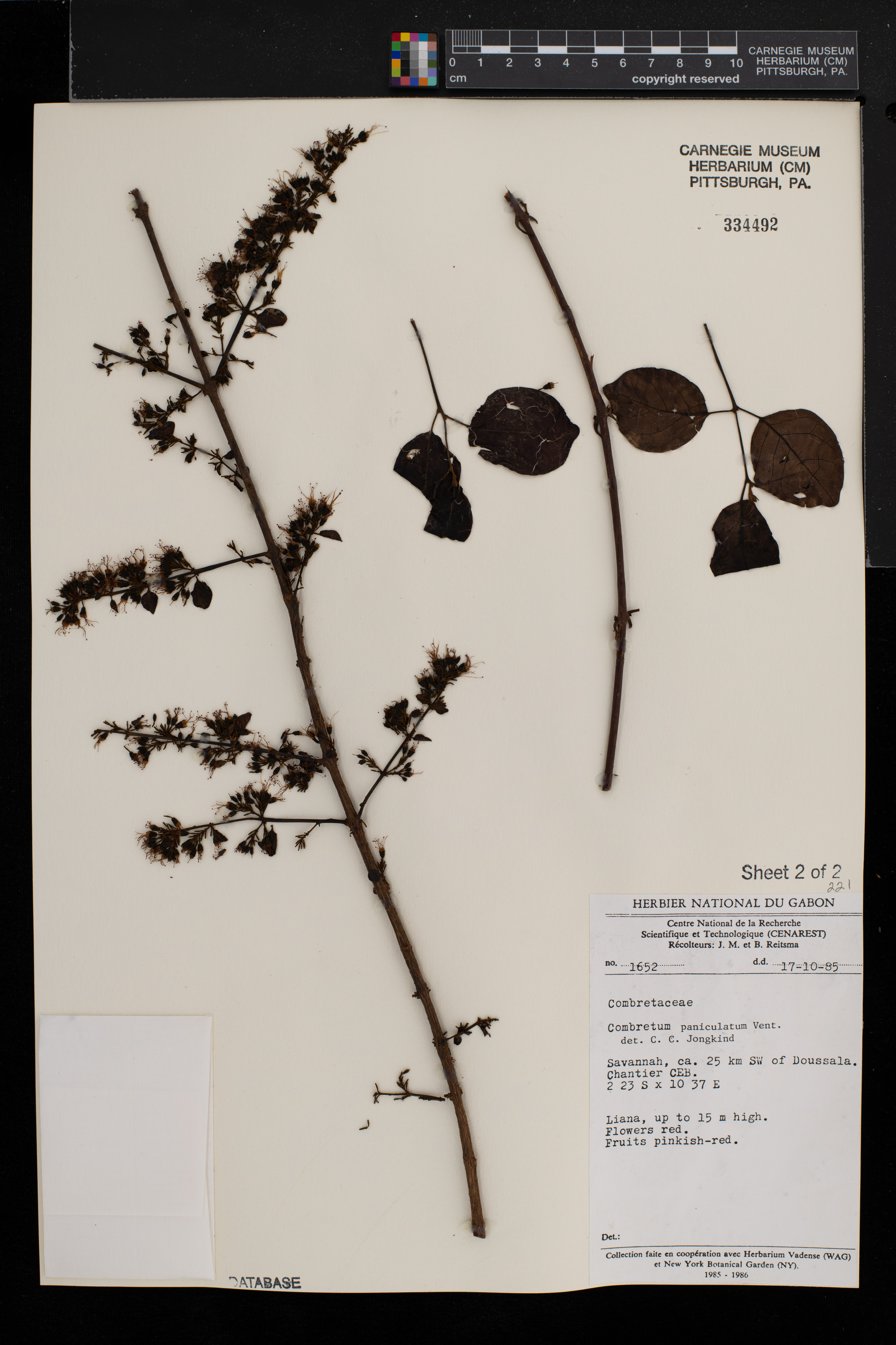 Combretum paniculatum image