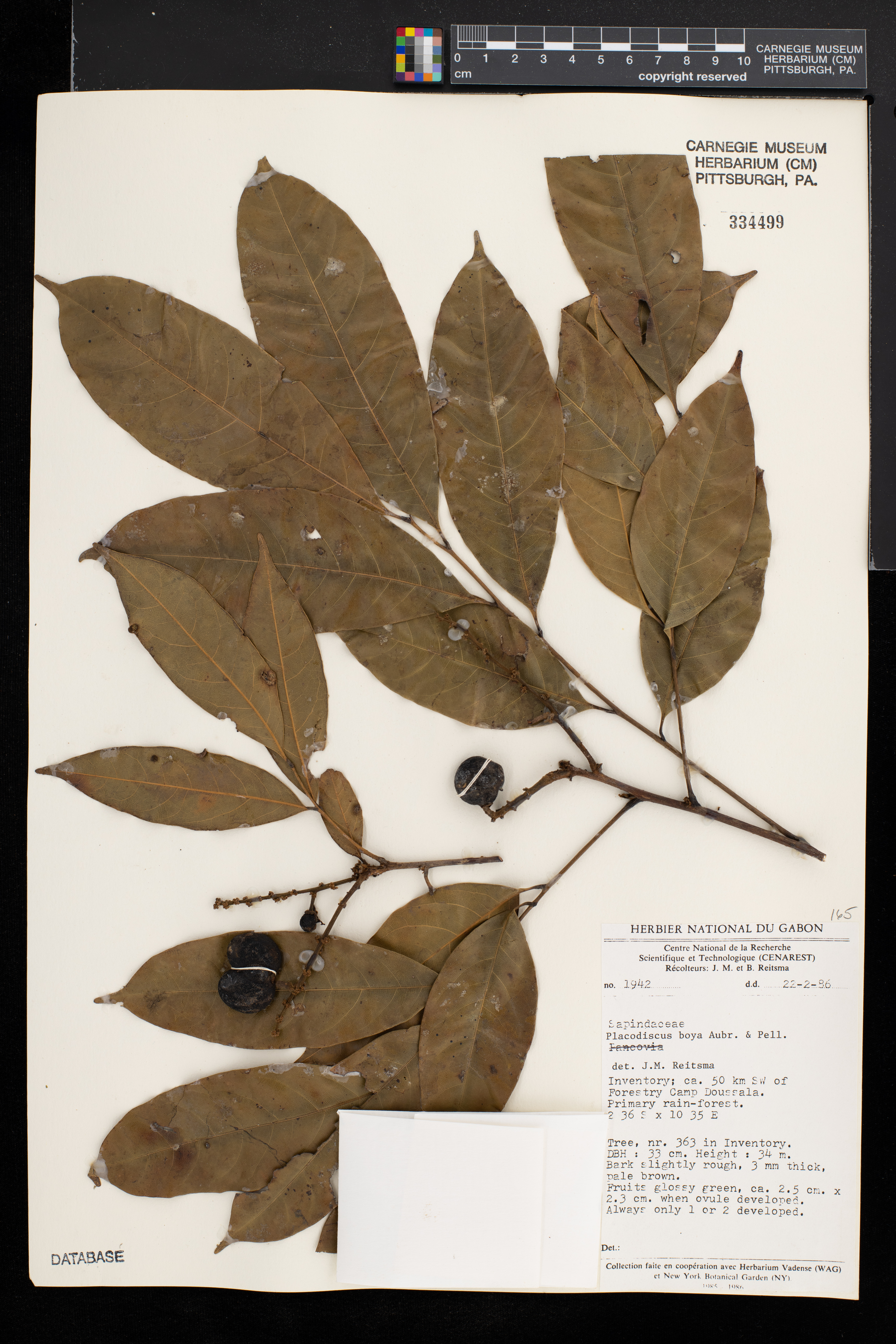 Placodiscus boya image
