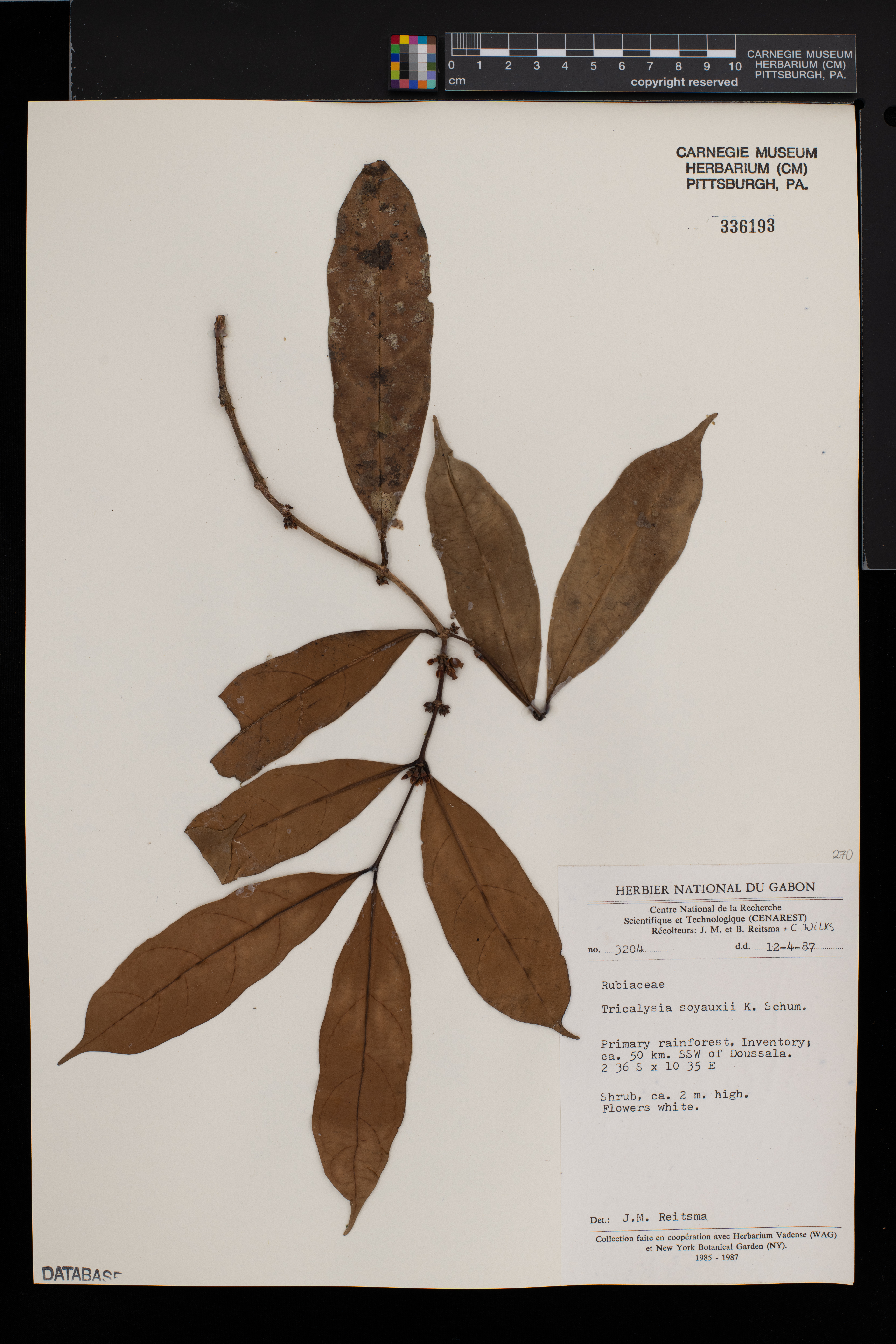 Tricalysia soyauxii image