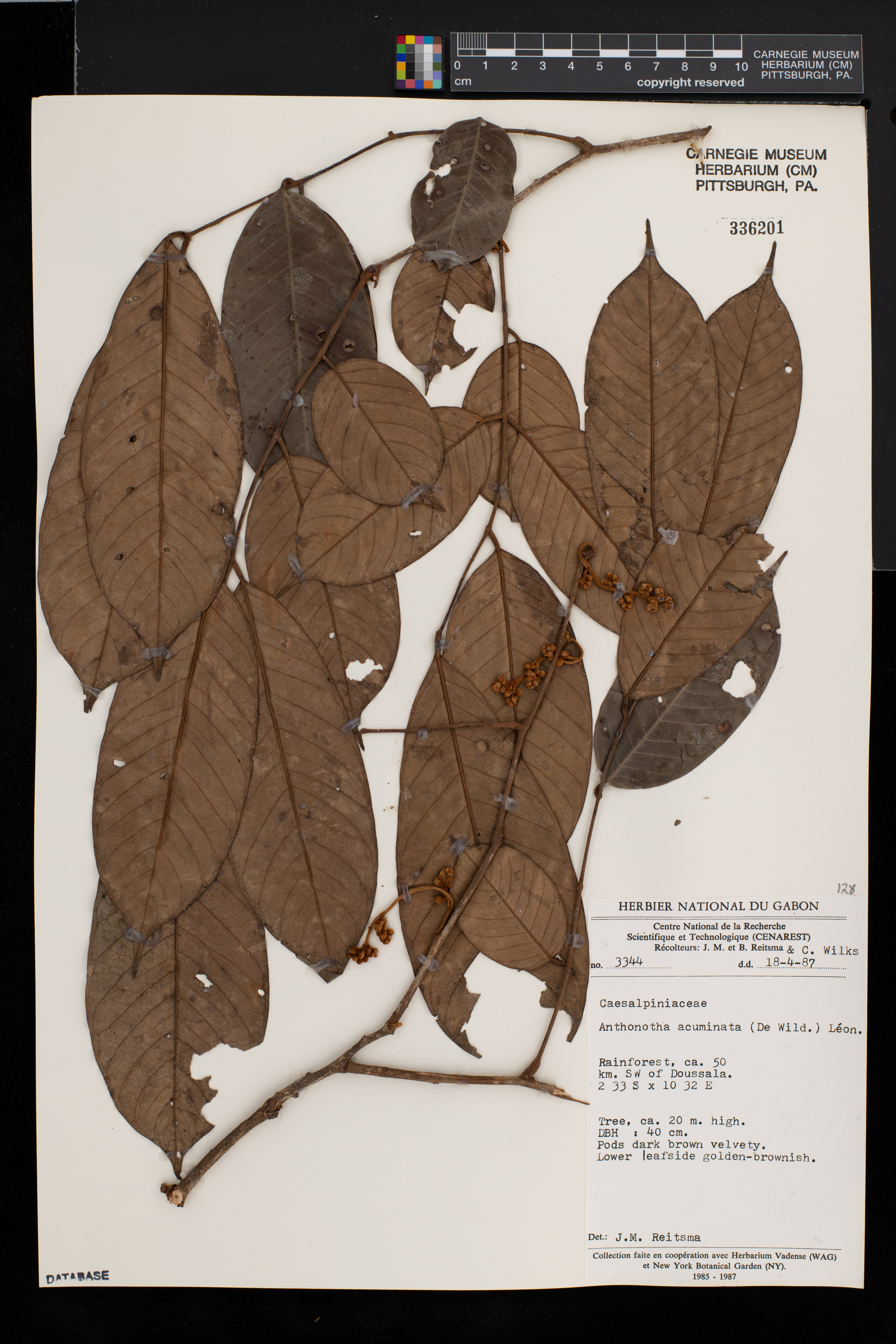 Anthonotha acuminata image