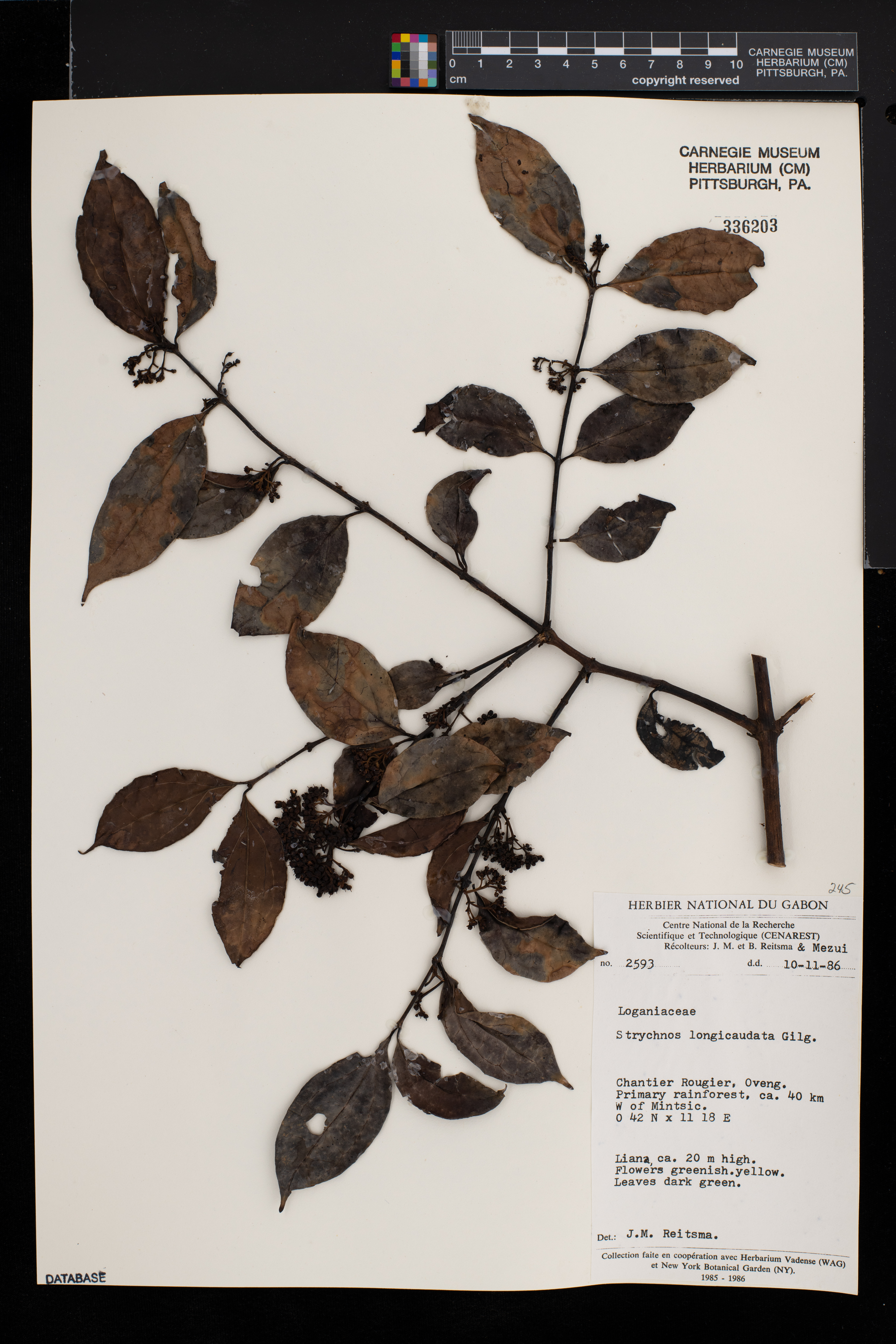 Strychnos longicaudata image
