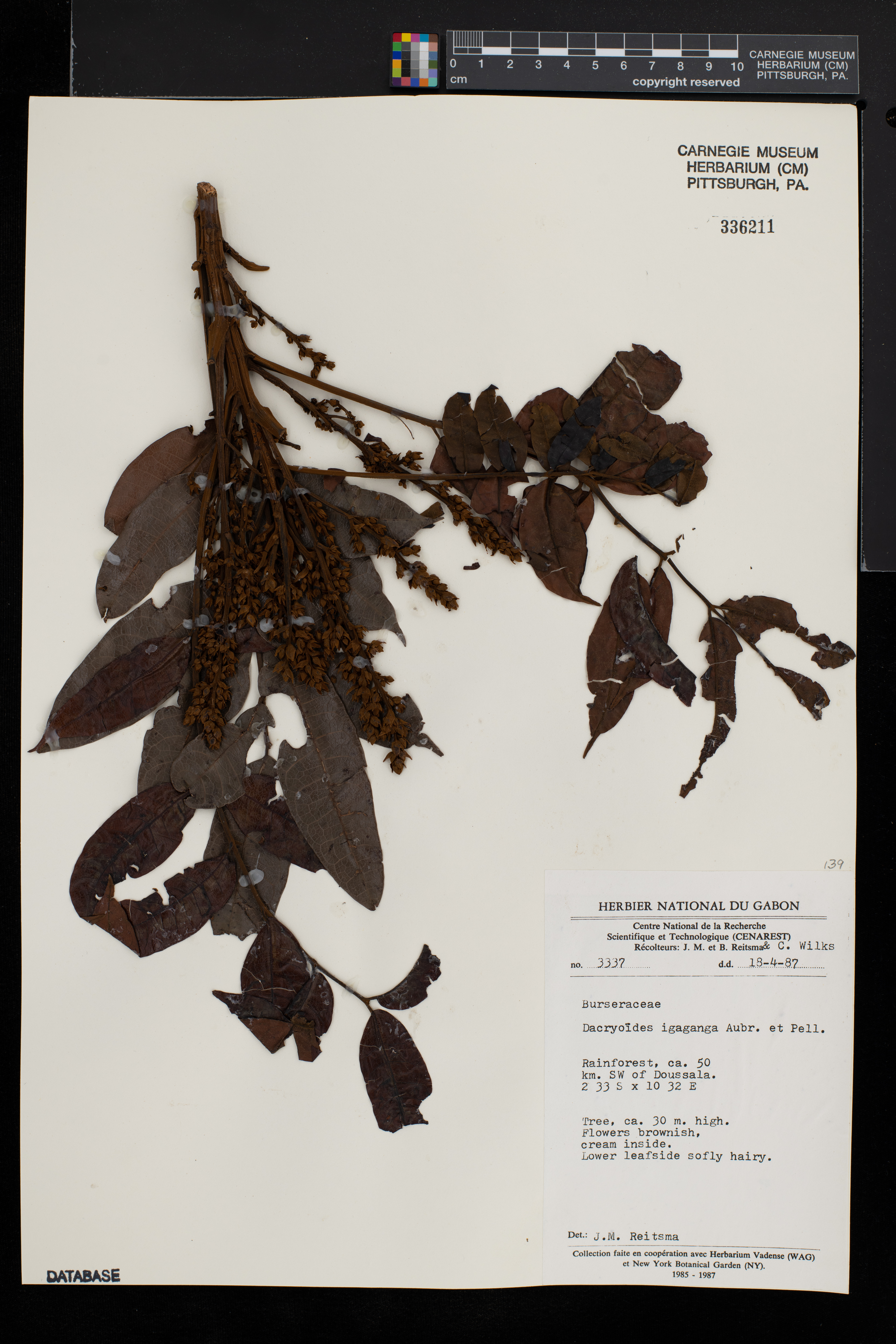 Pachylobus igaganga image