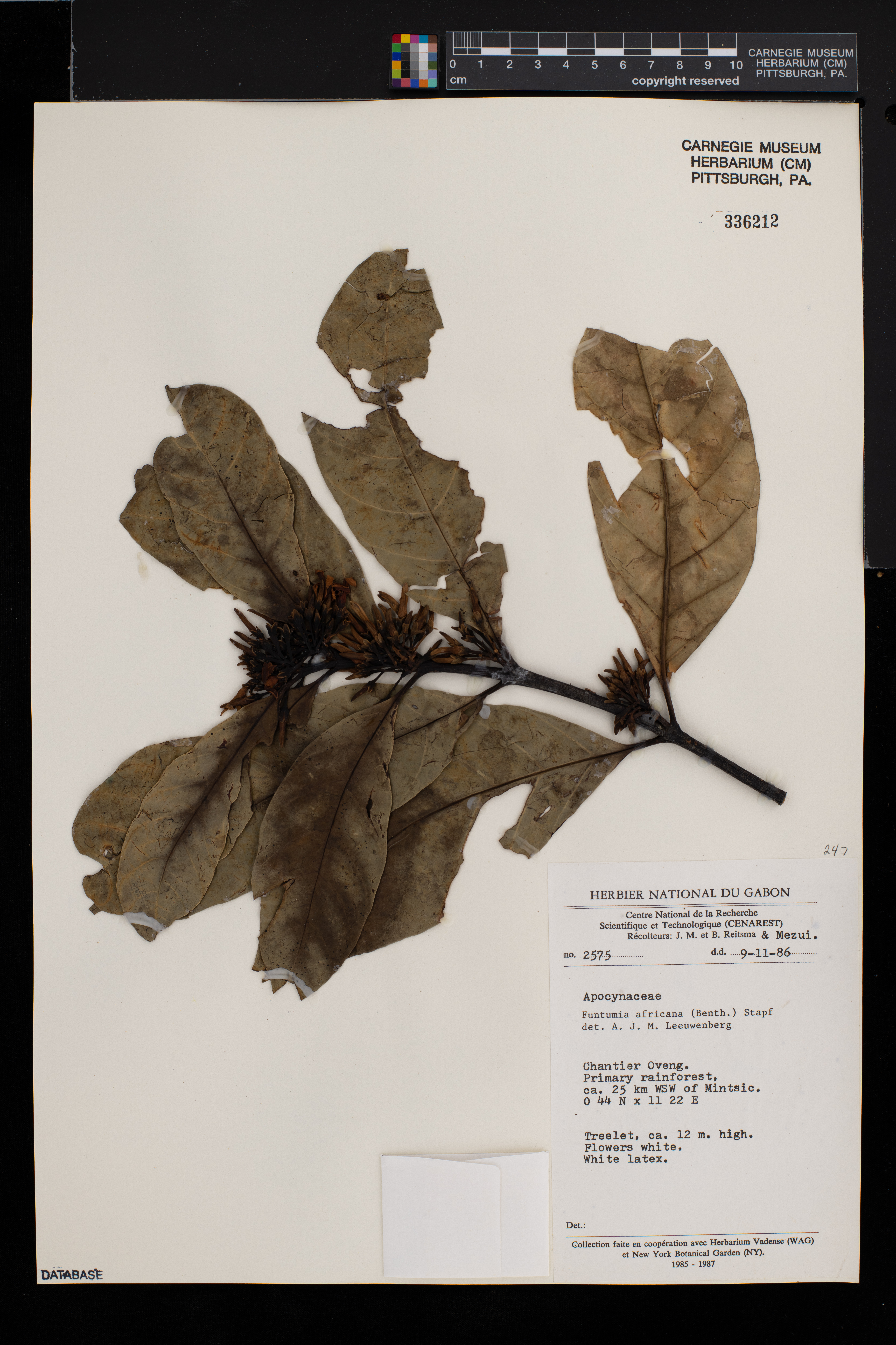 Funtumia africana image