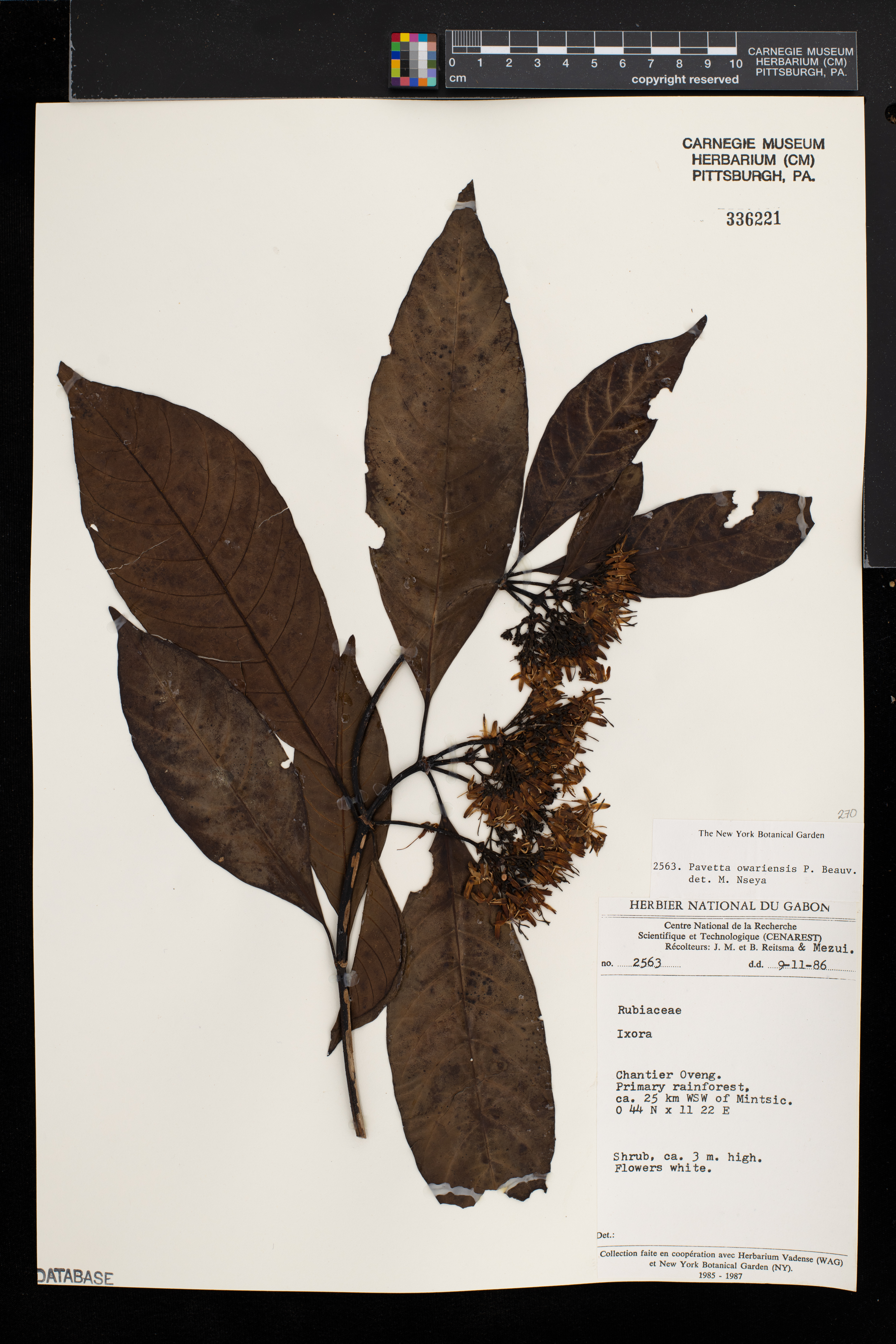 Pavetta owariensis image
