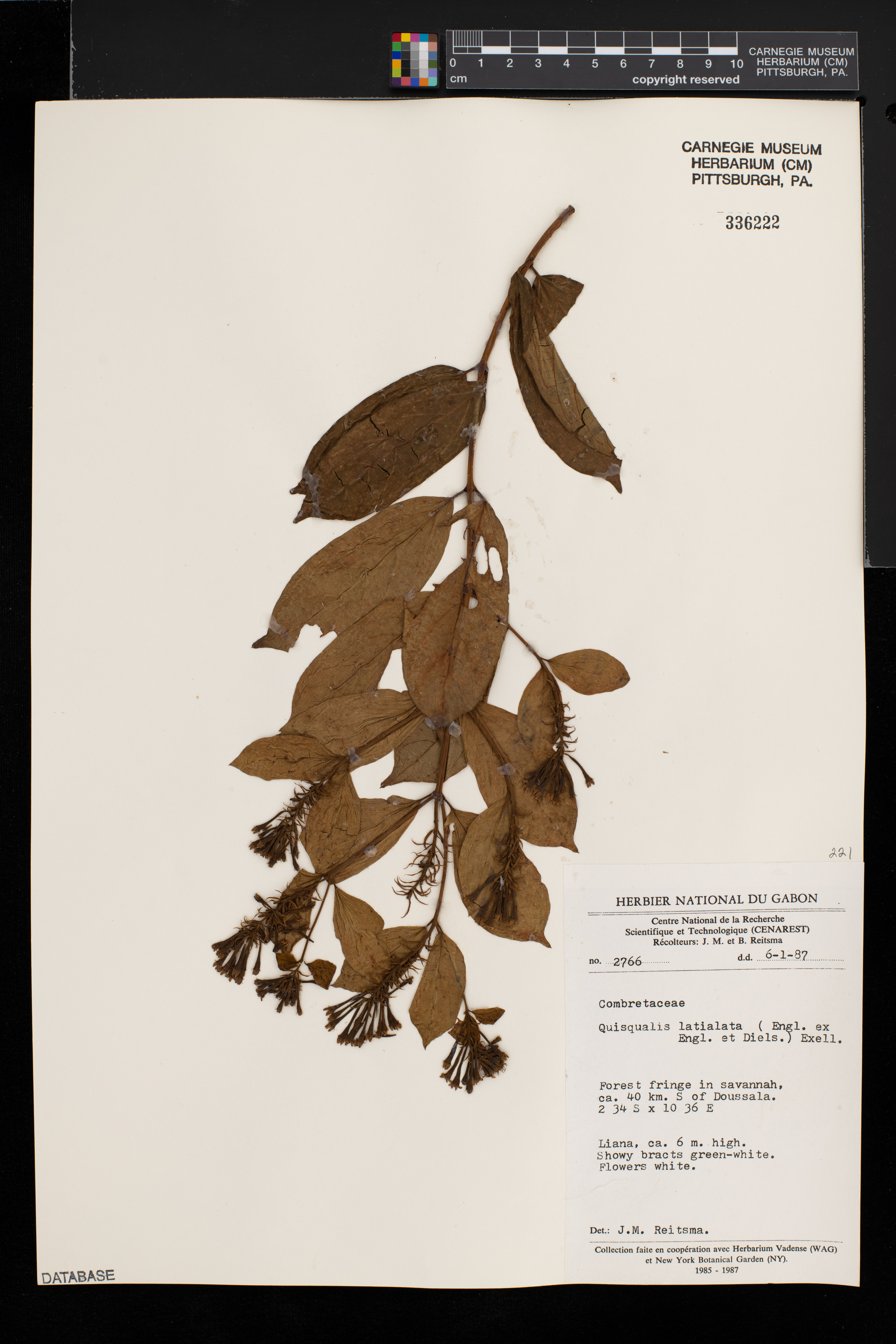 Combretum latialatum image