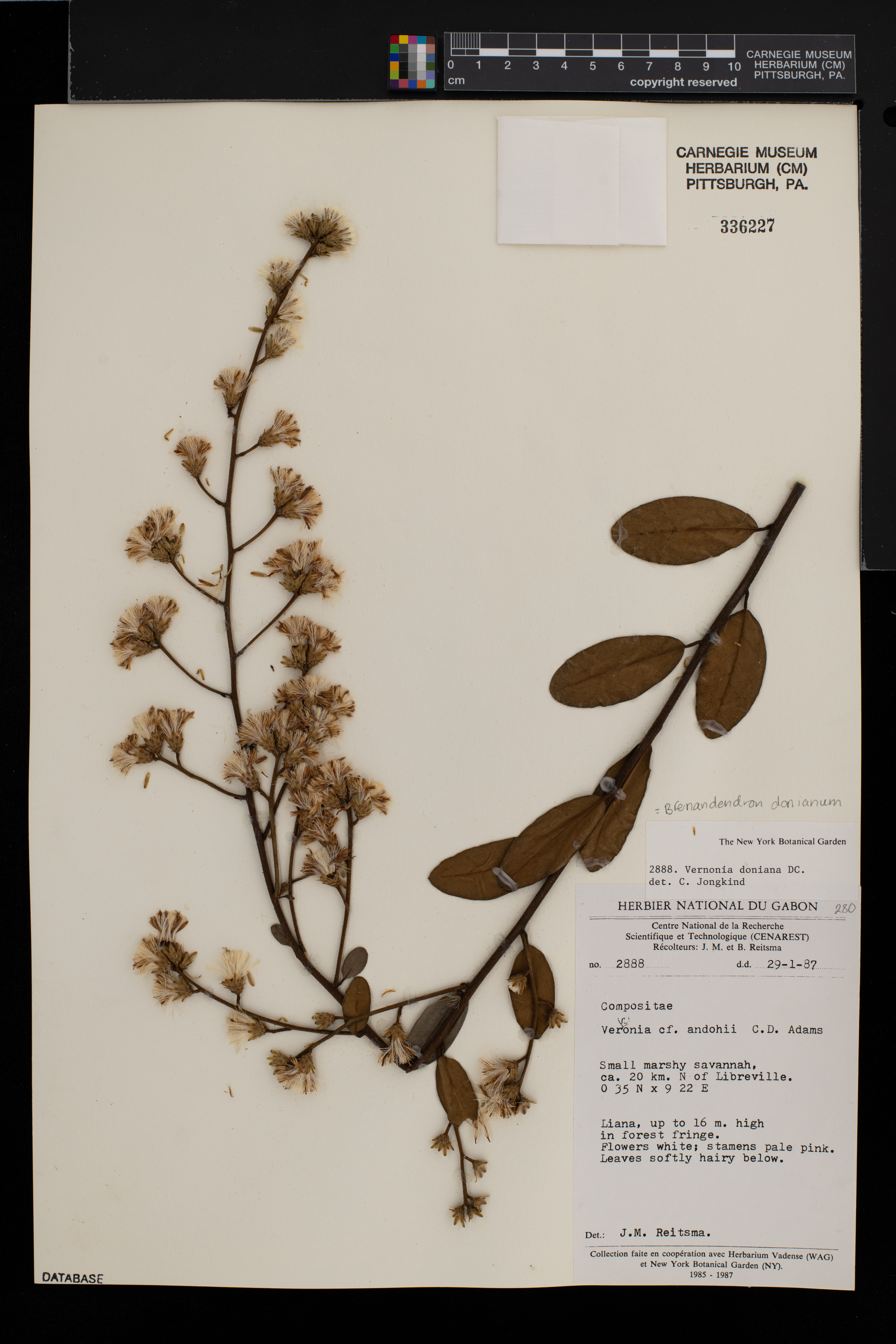 Brenandendron donianum image