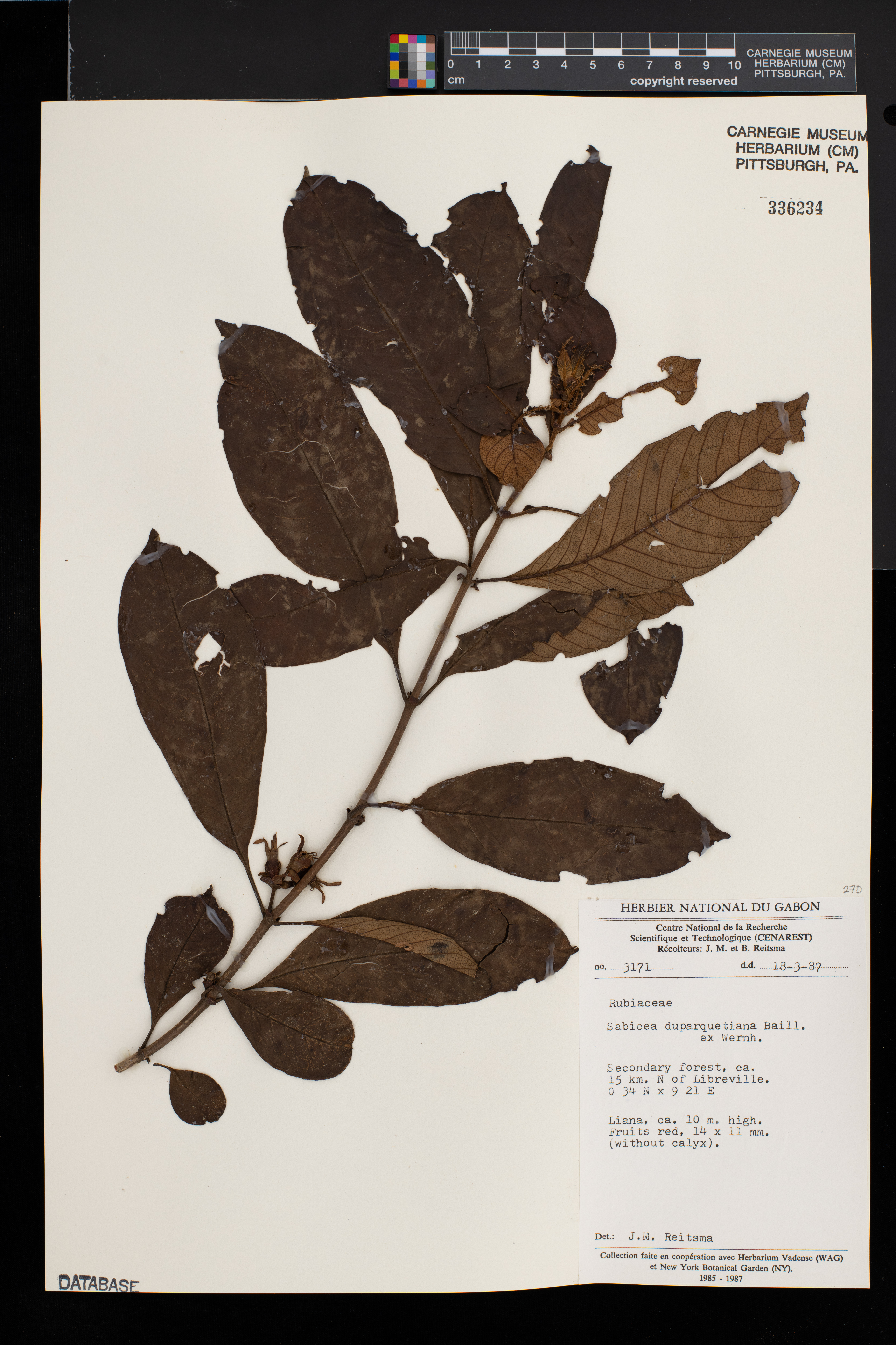 Sabicea duparquetiana image