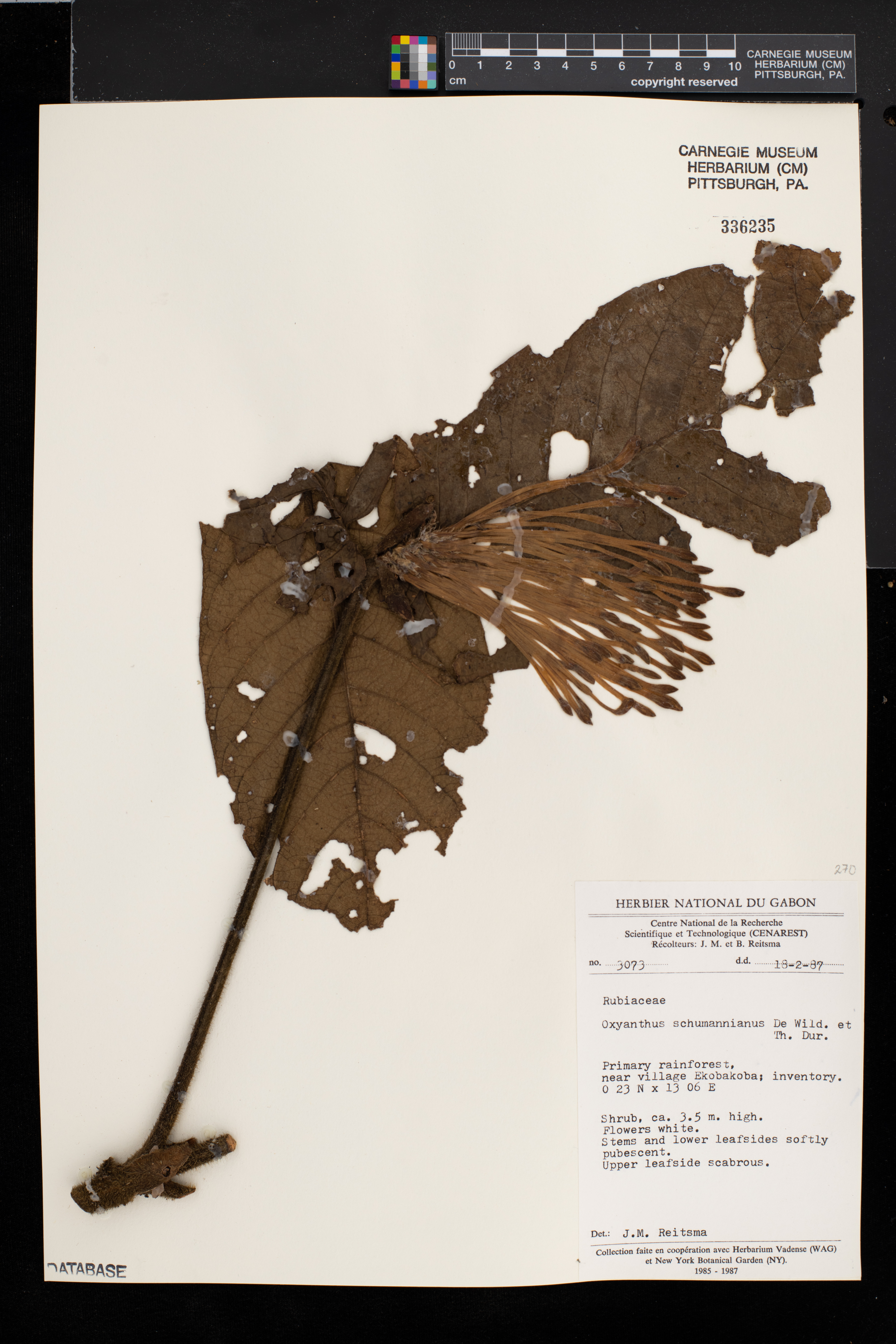 Oxyanthus schumannianus image
