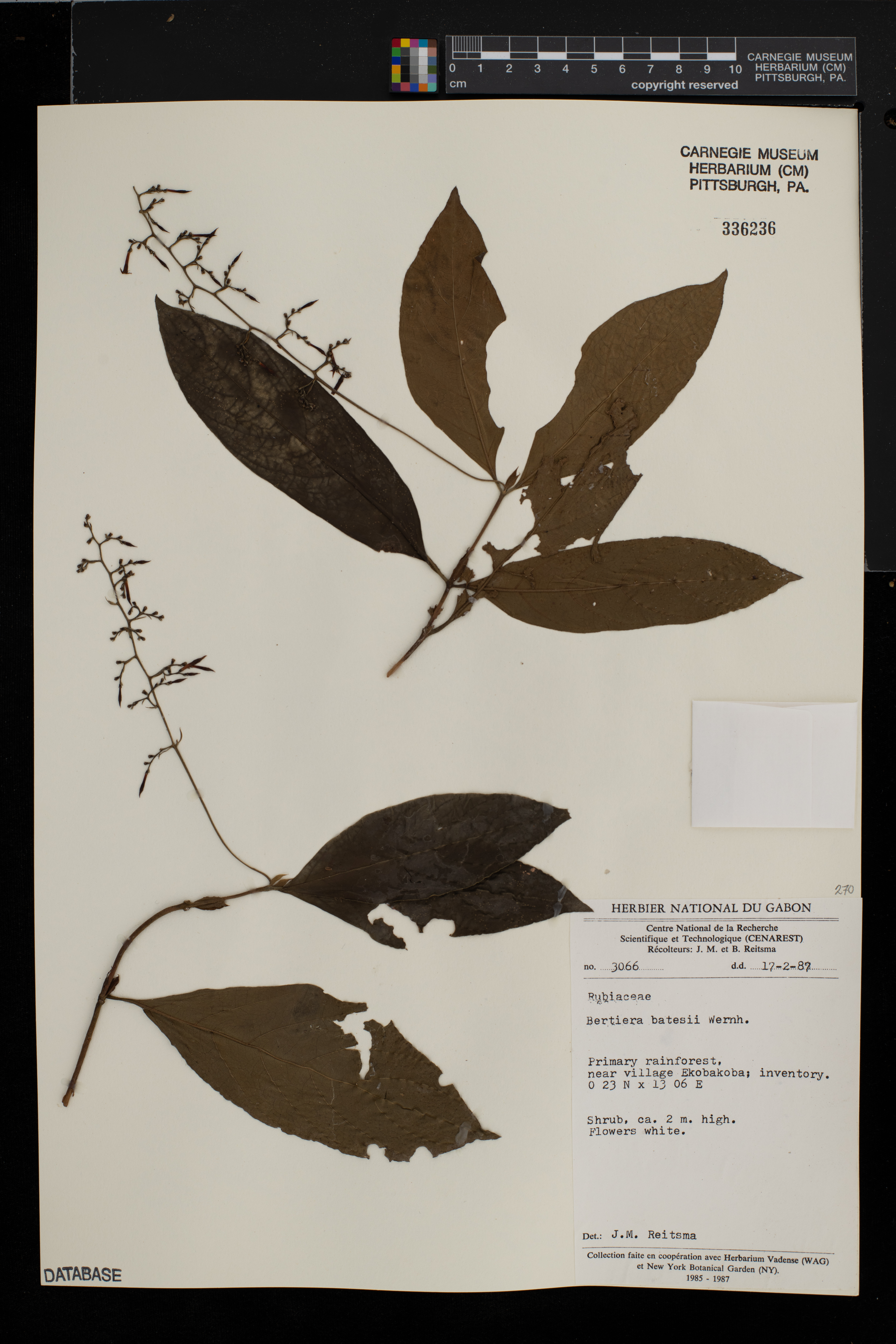 Bertiera batesii image