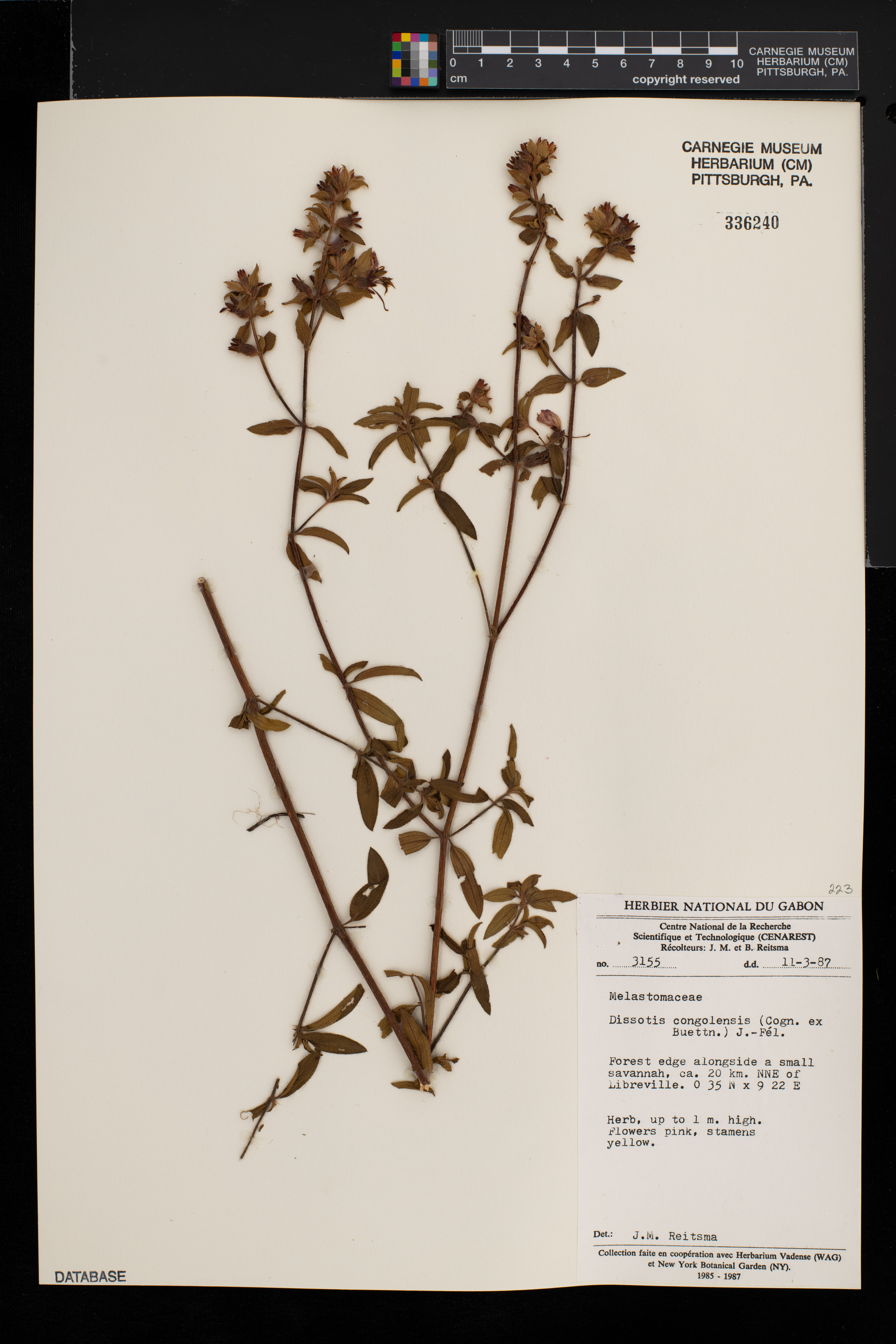 Dissotis congolensis image