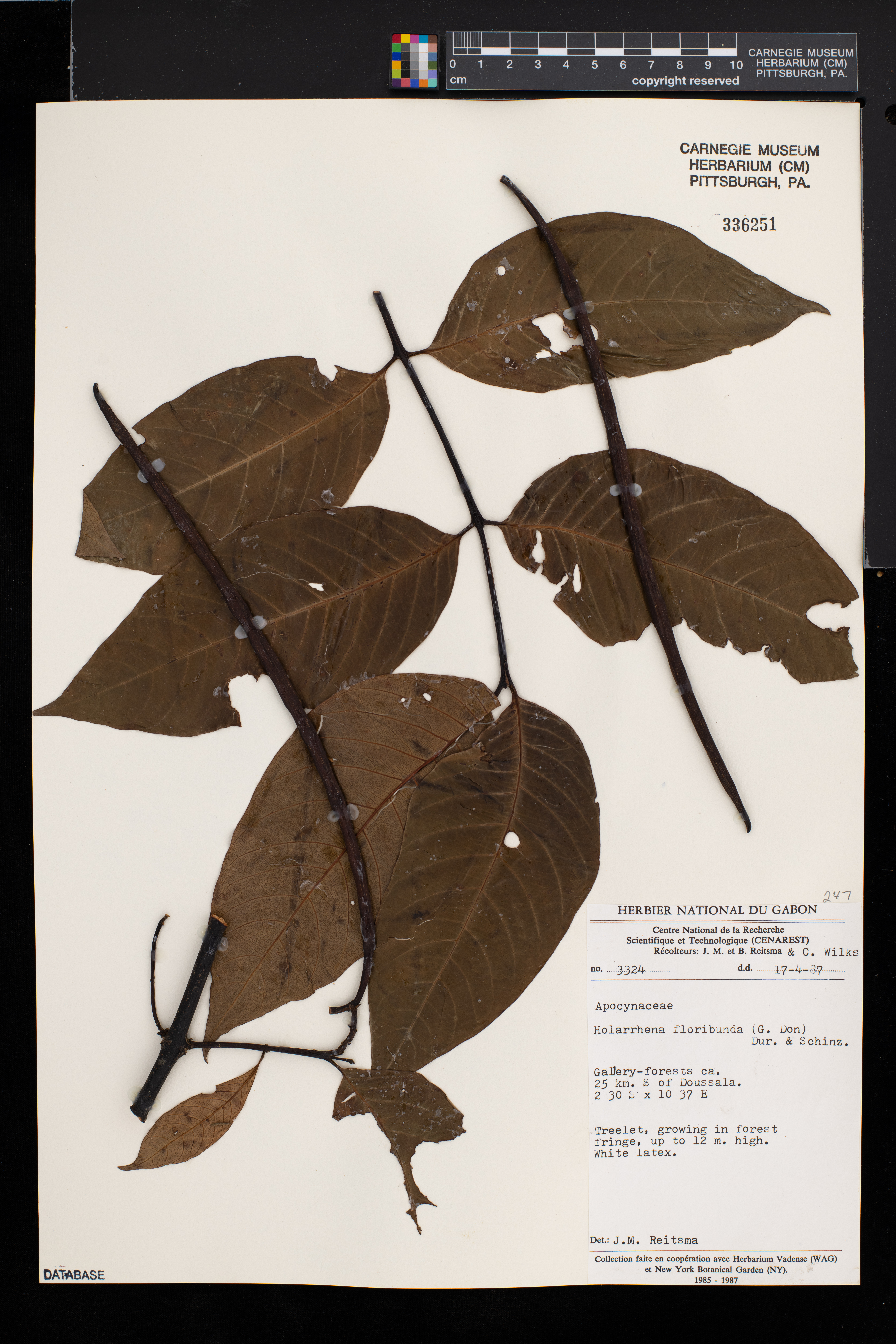 Holarrhena floribunda image
