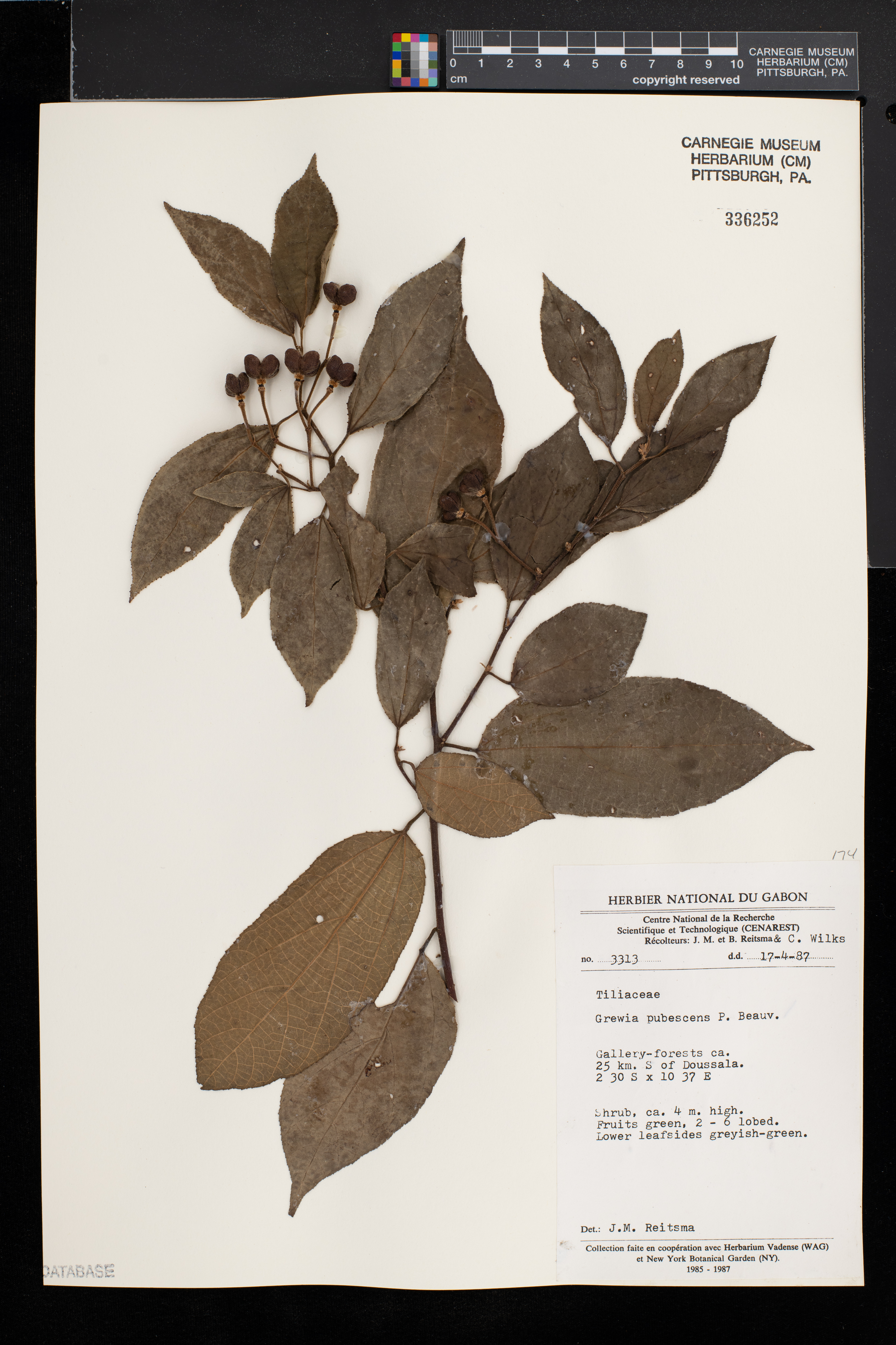 Grewia pubescens image