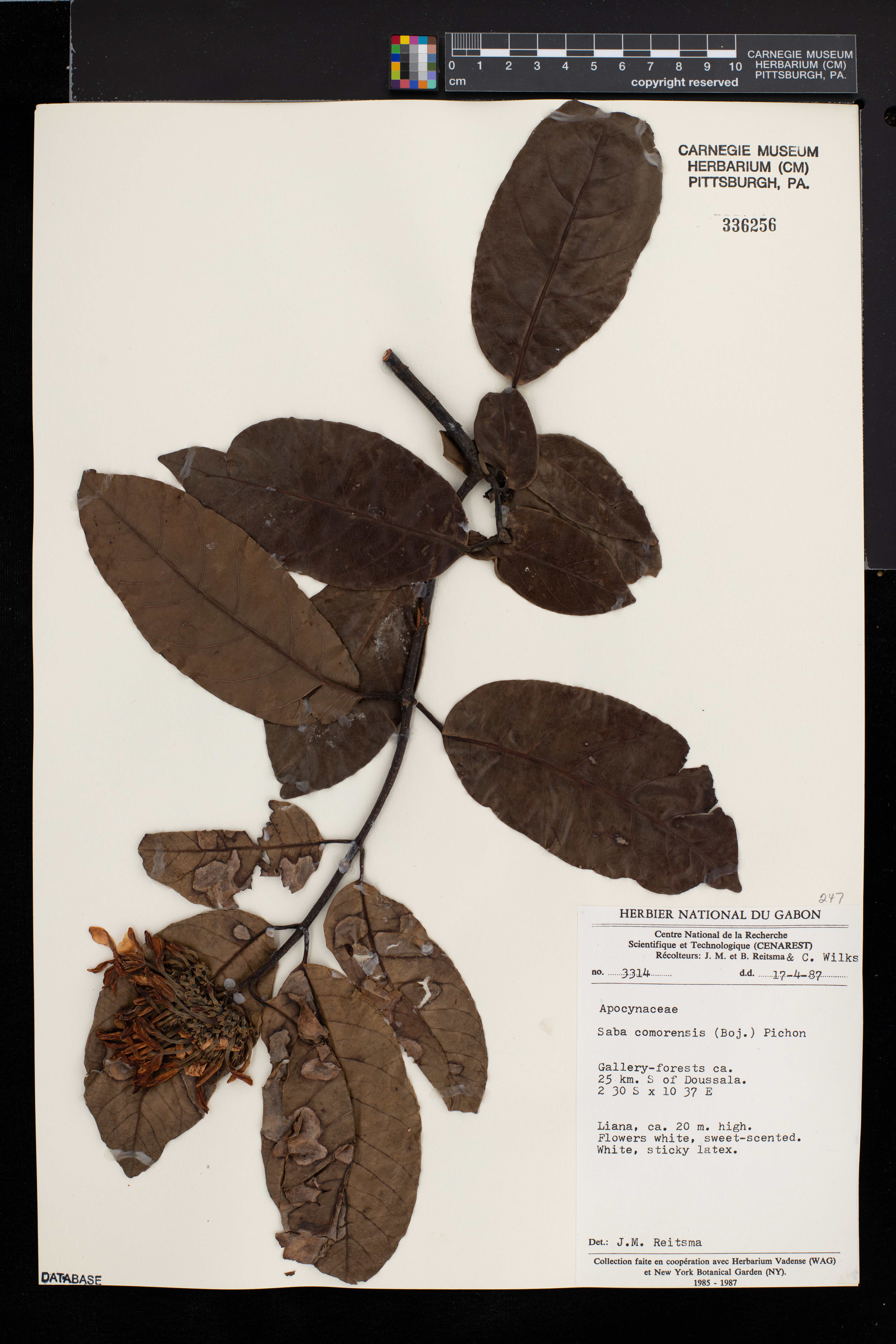 Saba comorensis image