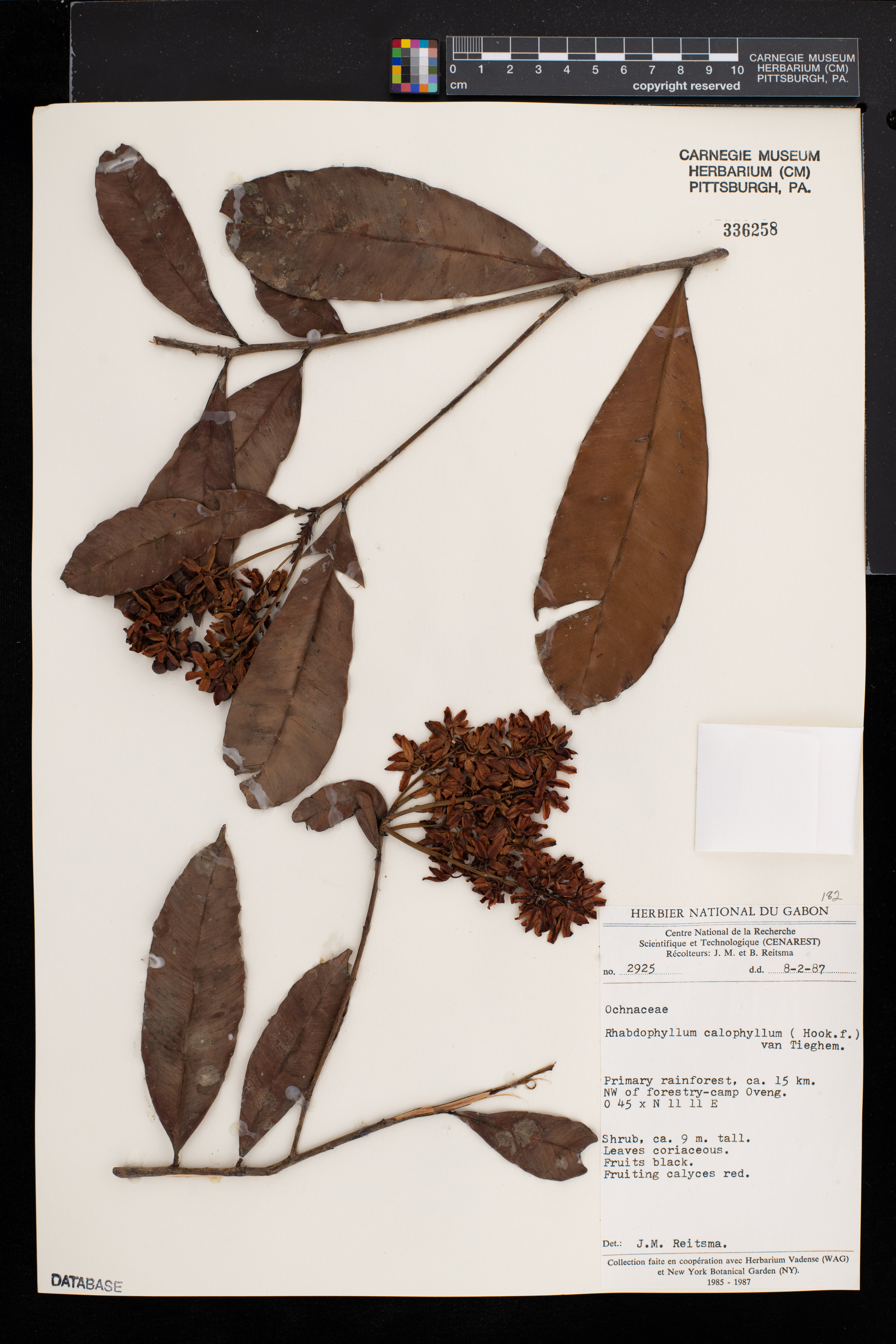 Rhabdophyllum calophyllum image