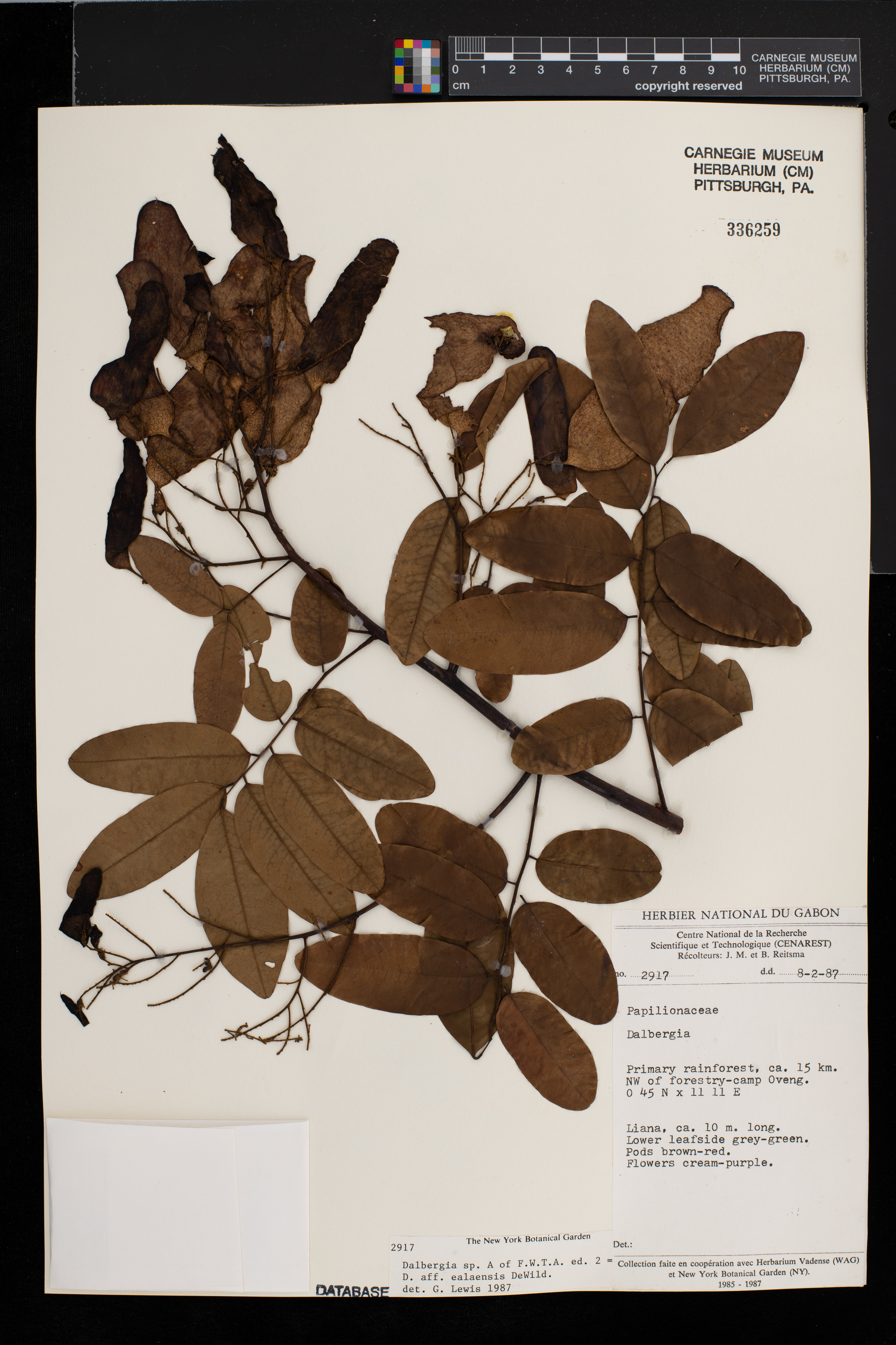 Dalbergia ealaensis image