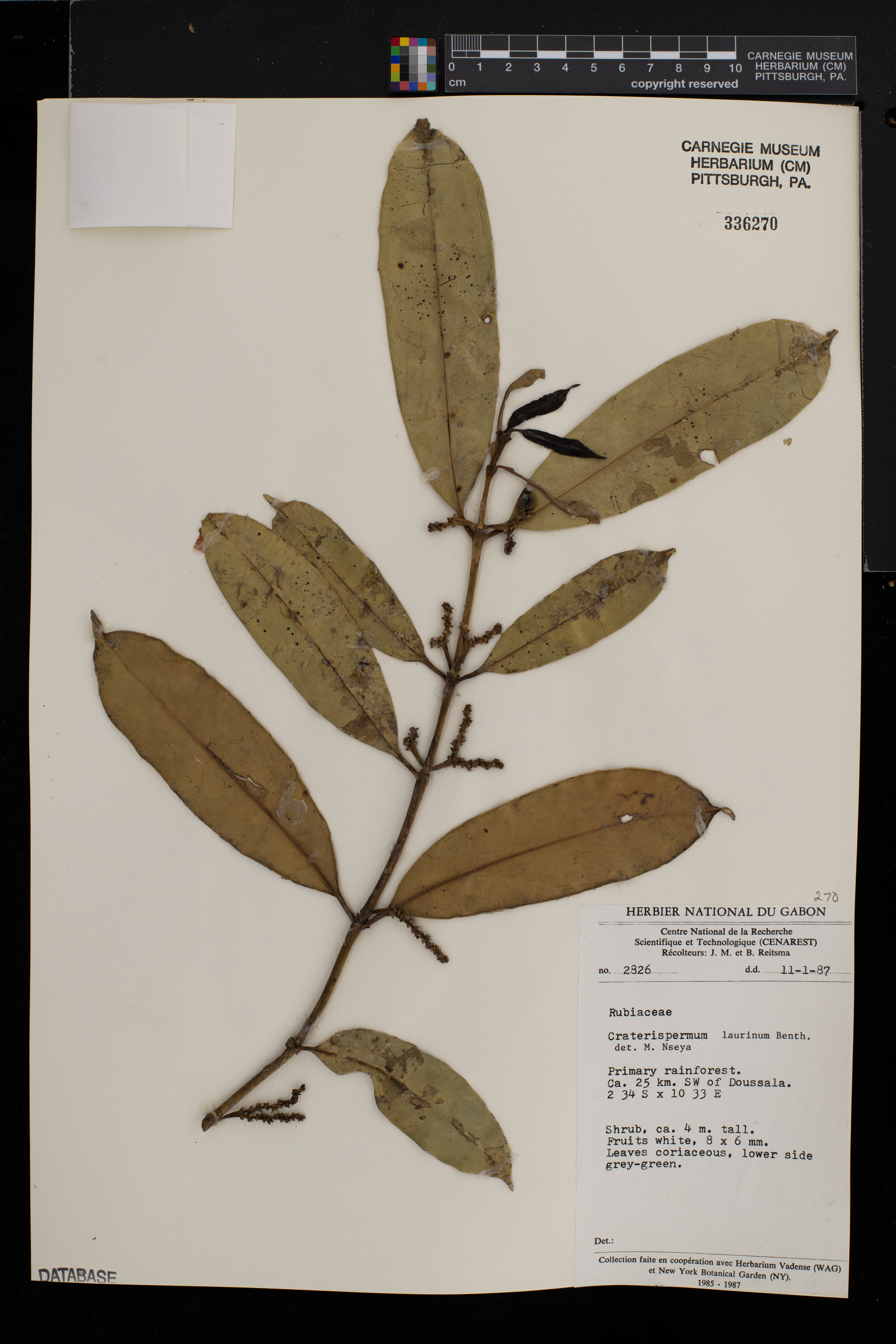 Craterispermum laurinum image