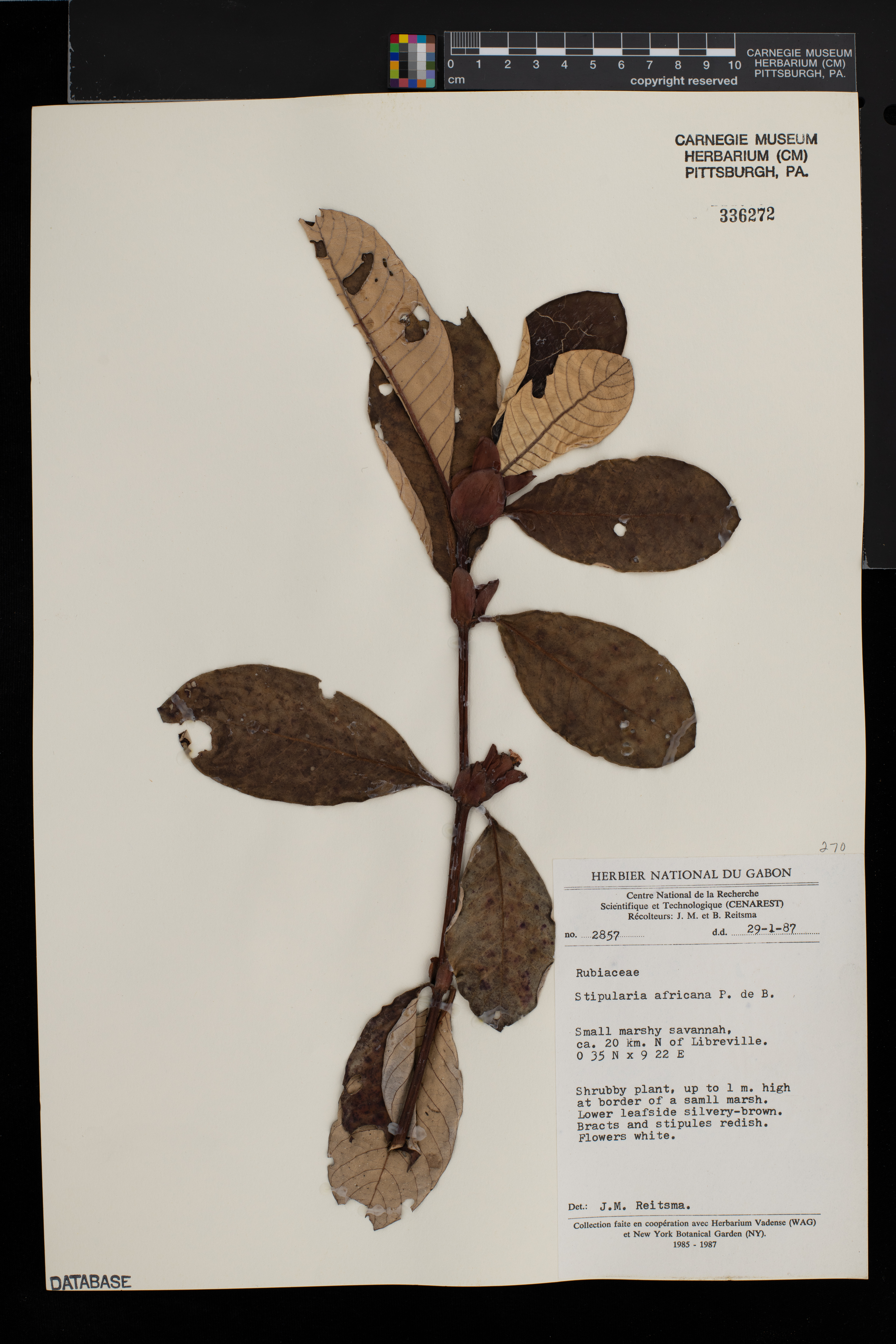 Stipularia africana image