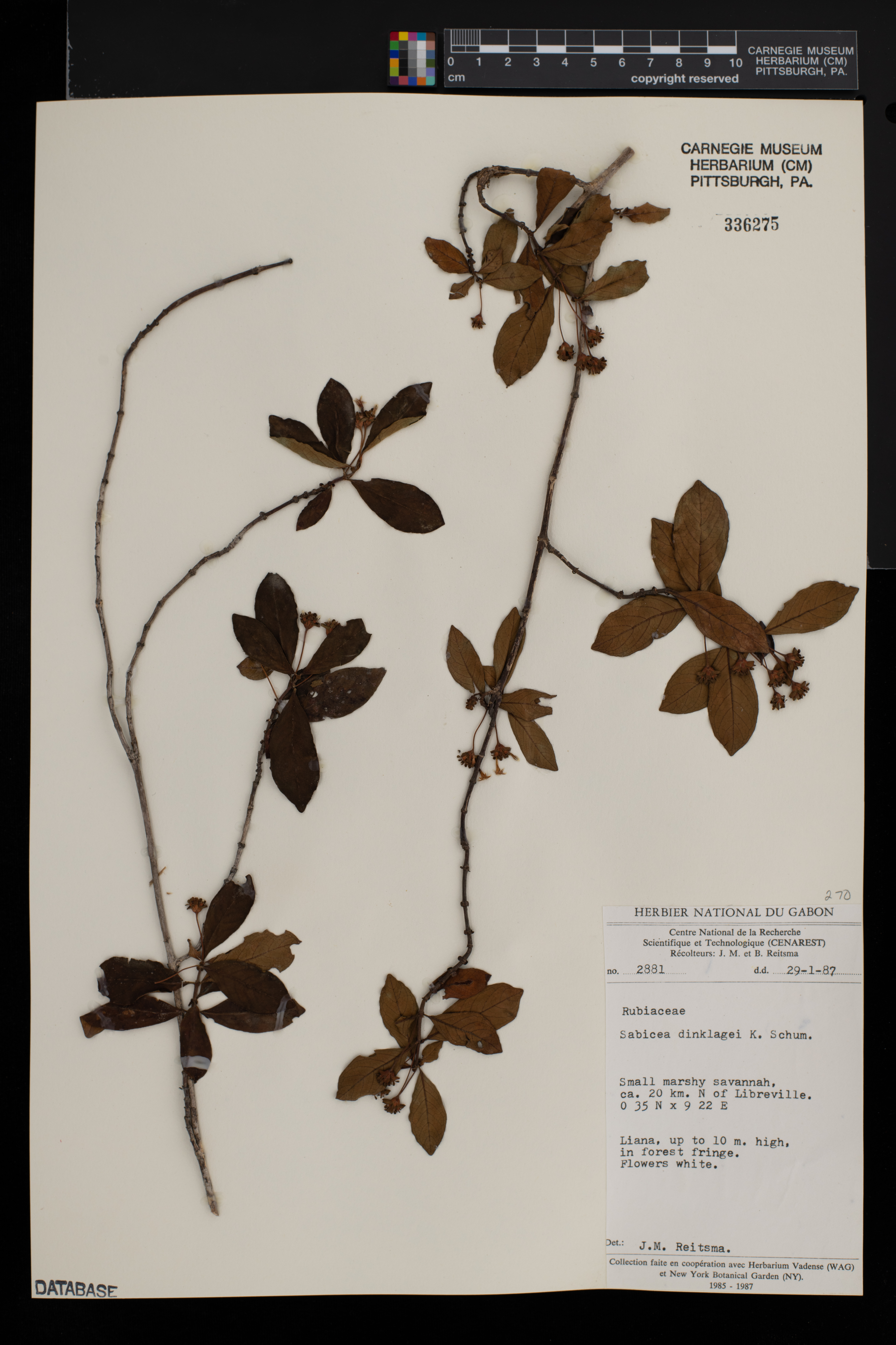 Sabicea dinklagei image
