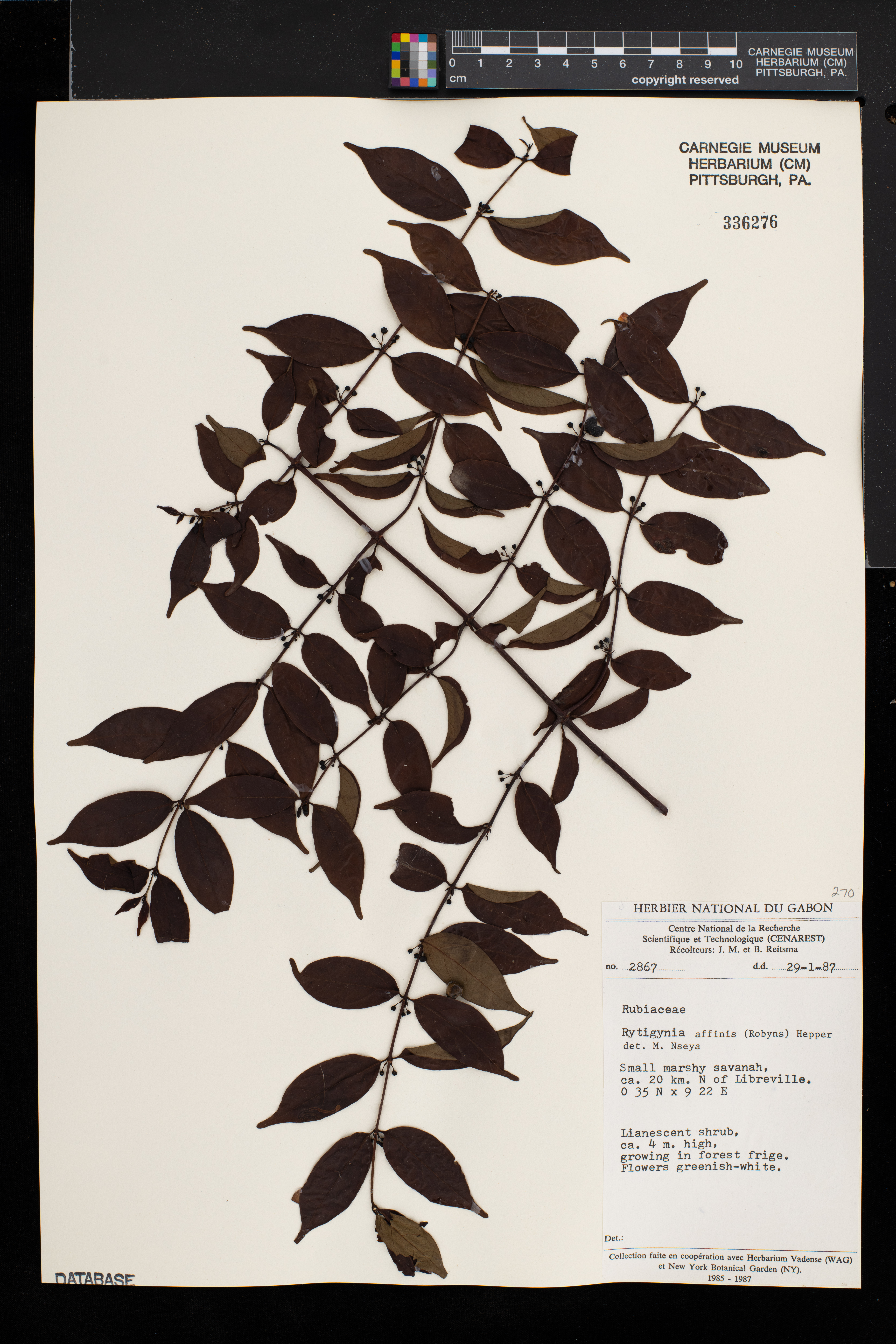 Pyrostria affinis image