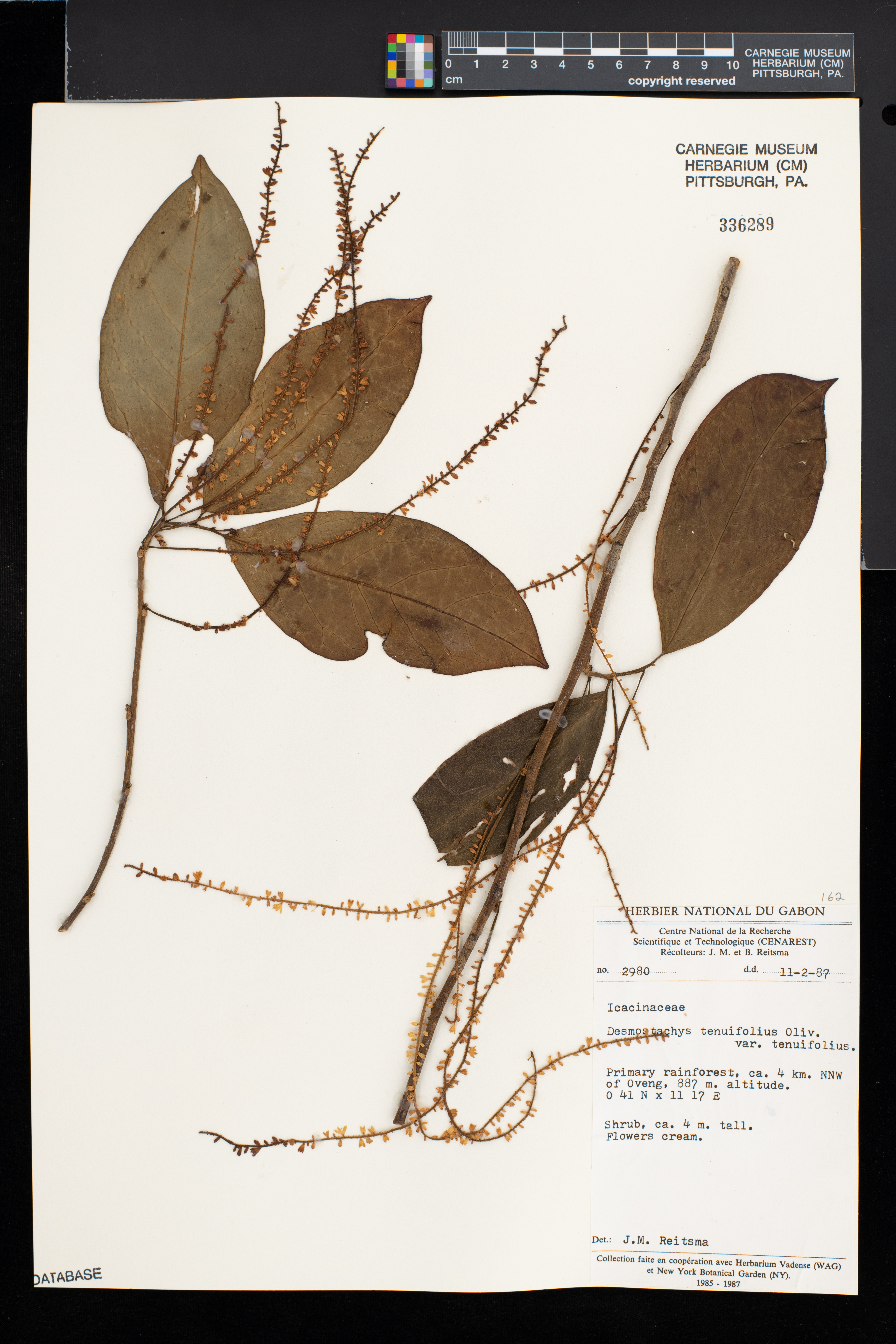 Vadensea tenuifolia image