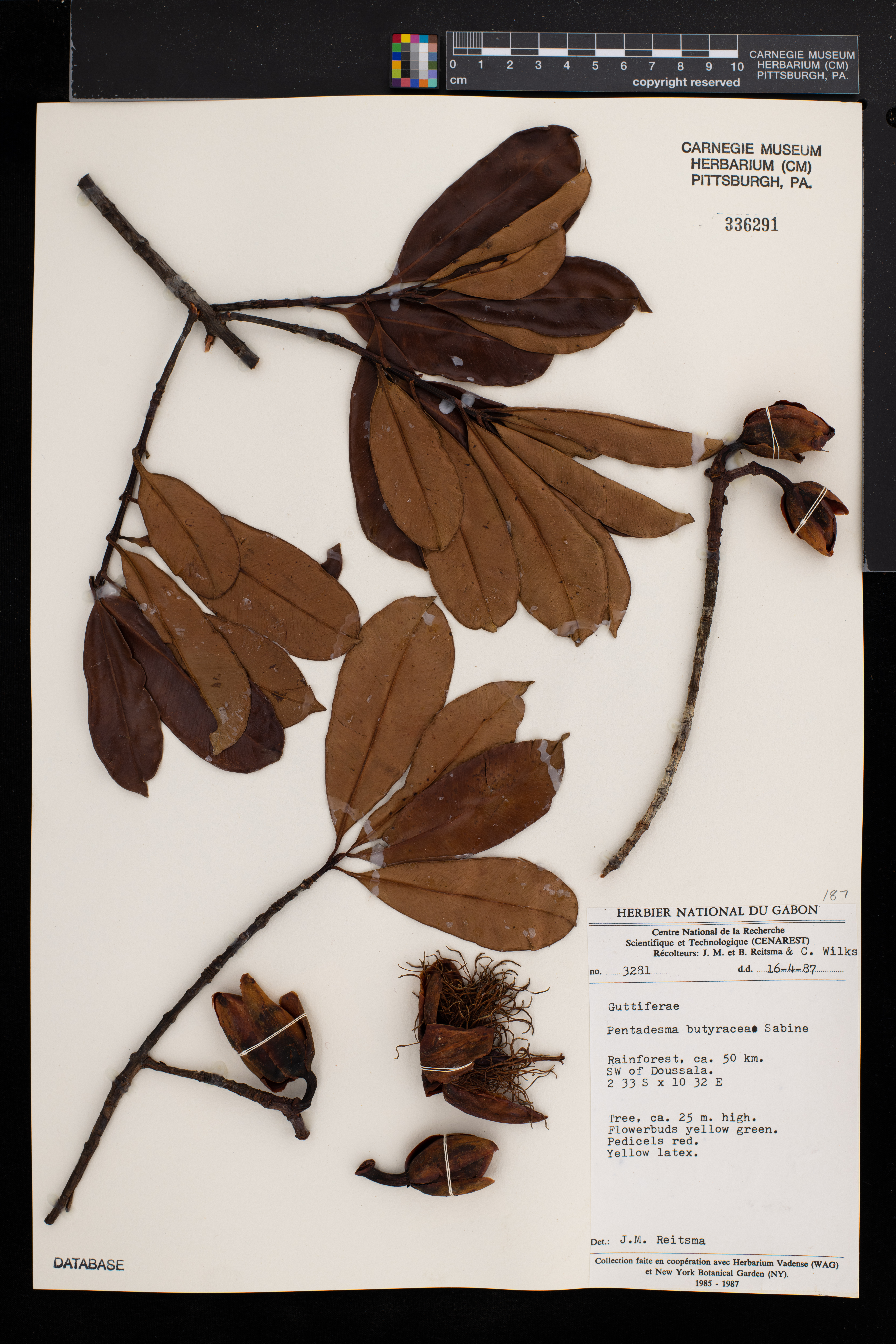 Pentadesma butyracea image