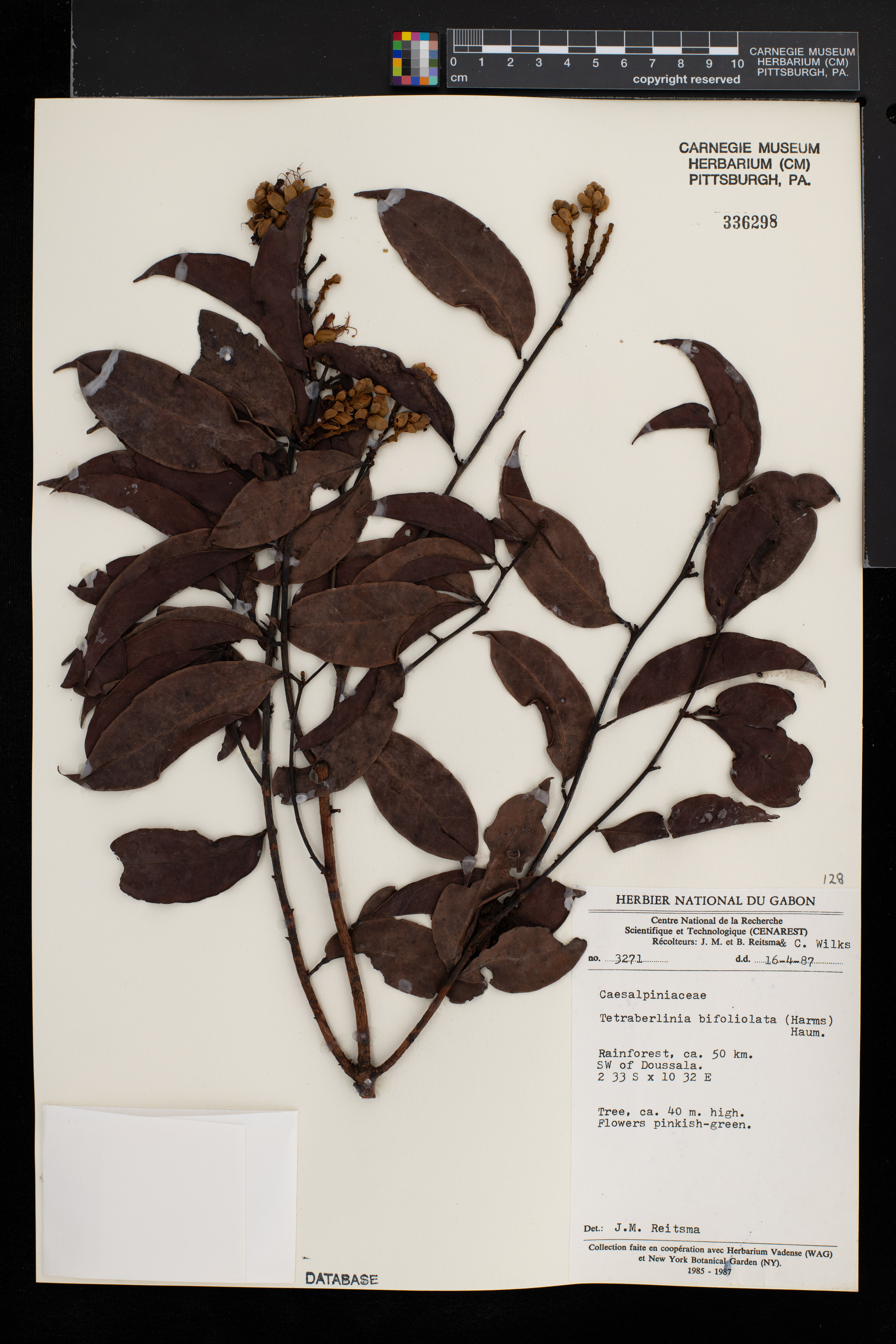 Tetraberlinia bifoliolata image