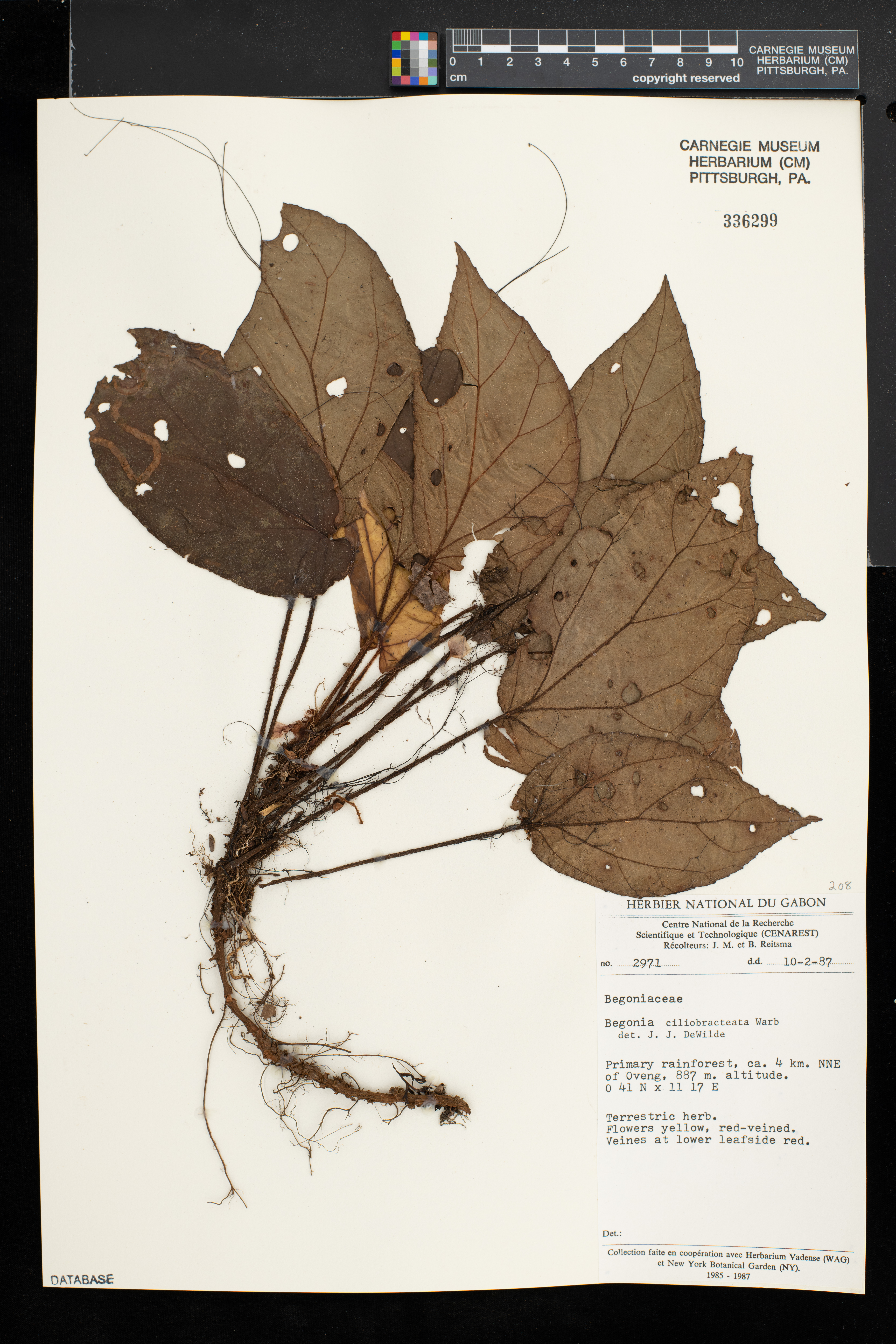 Begonia ciliobracteata image