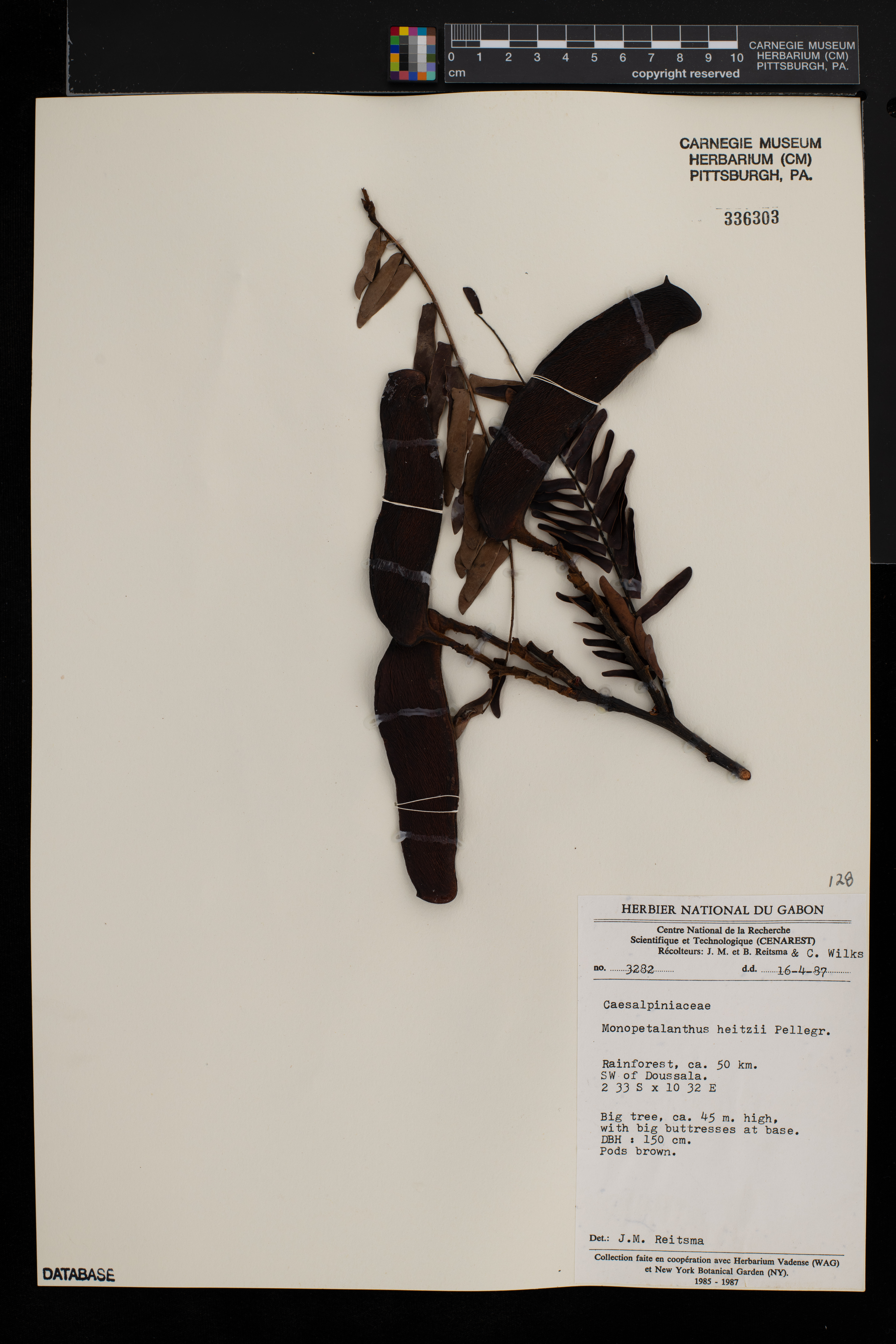 Aphanocalyx heitzii image
