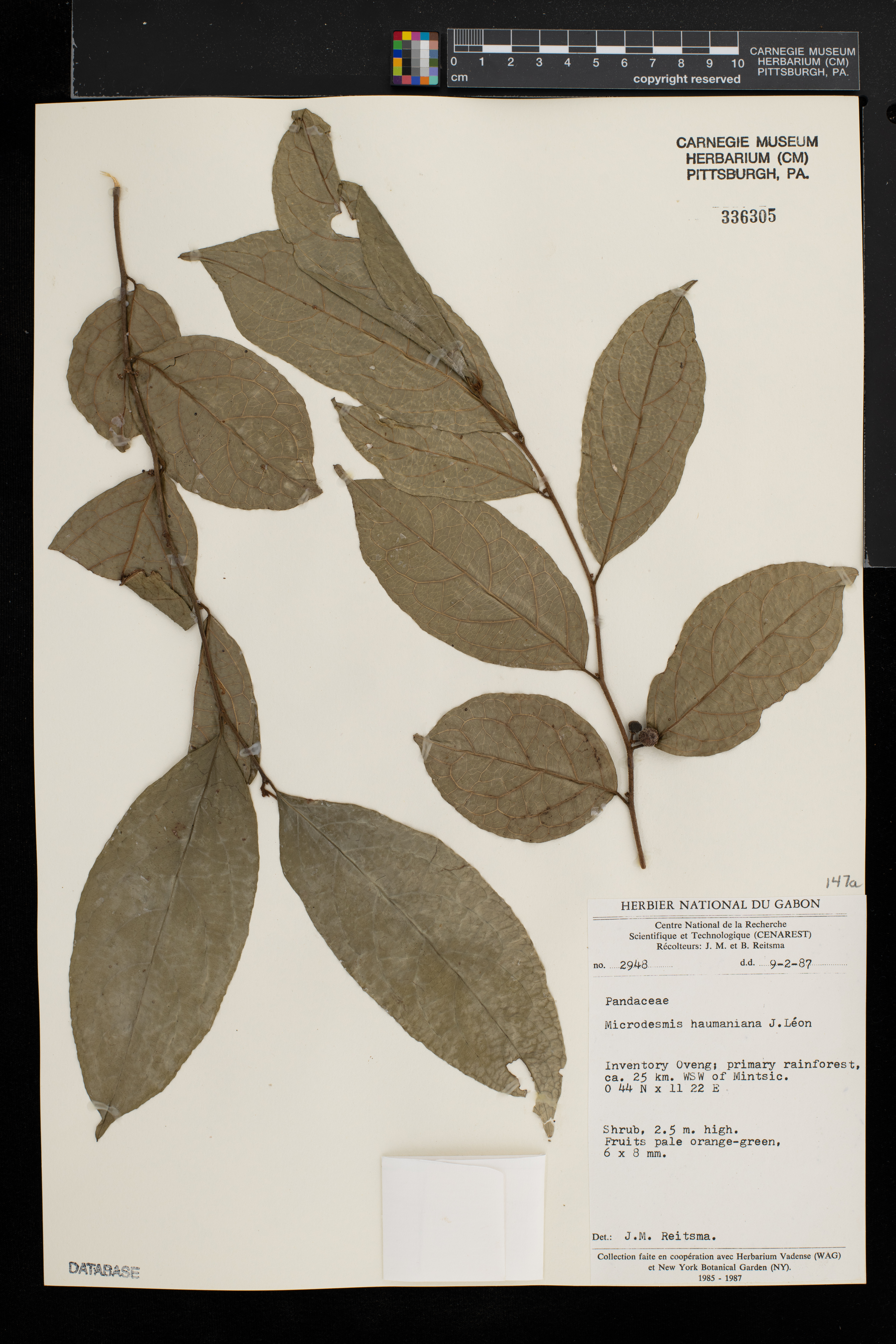Microdesmis haumaniana image